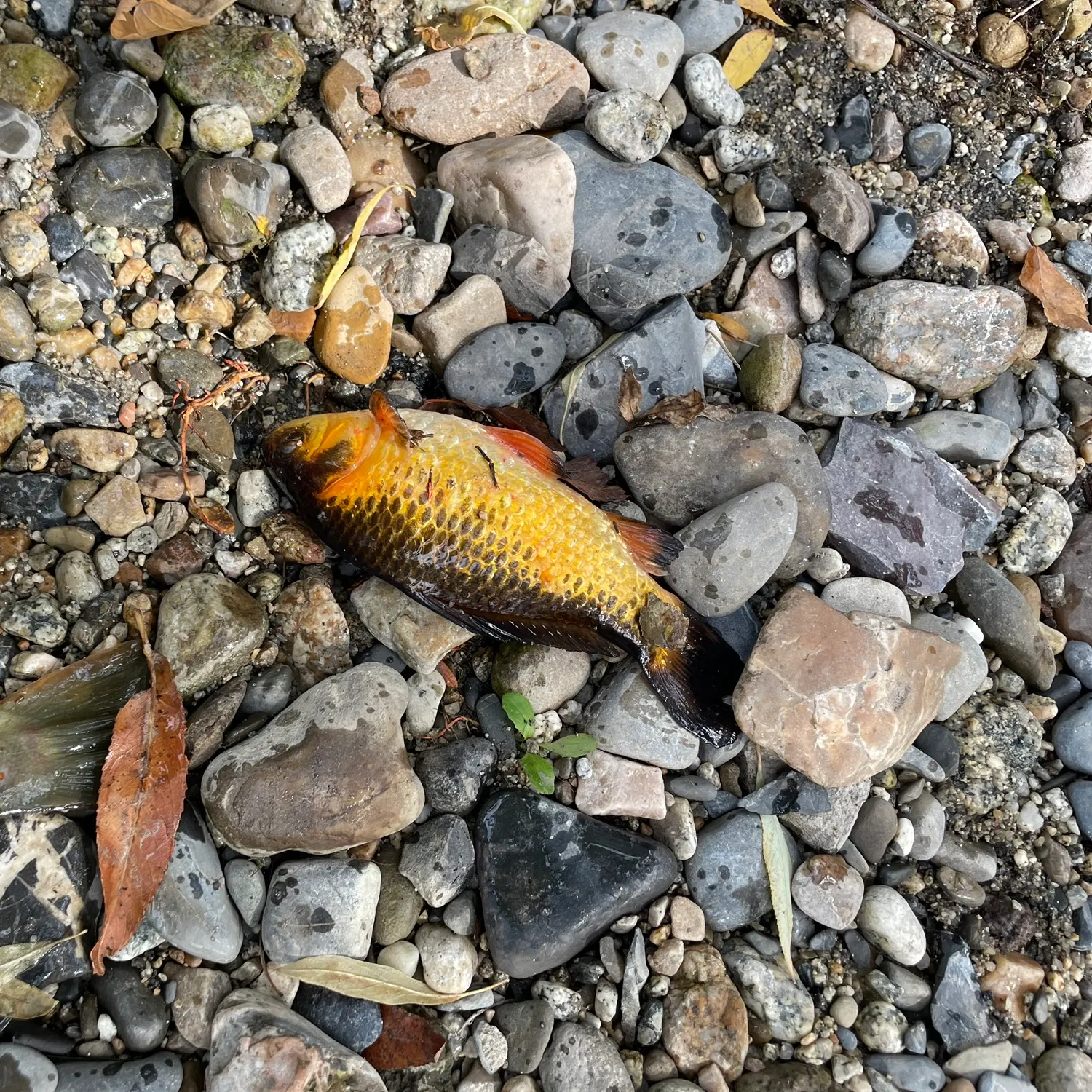 The most recent Goldfish catches on Fishbrain