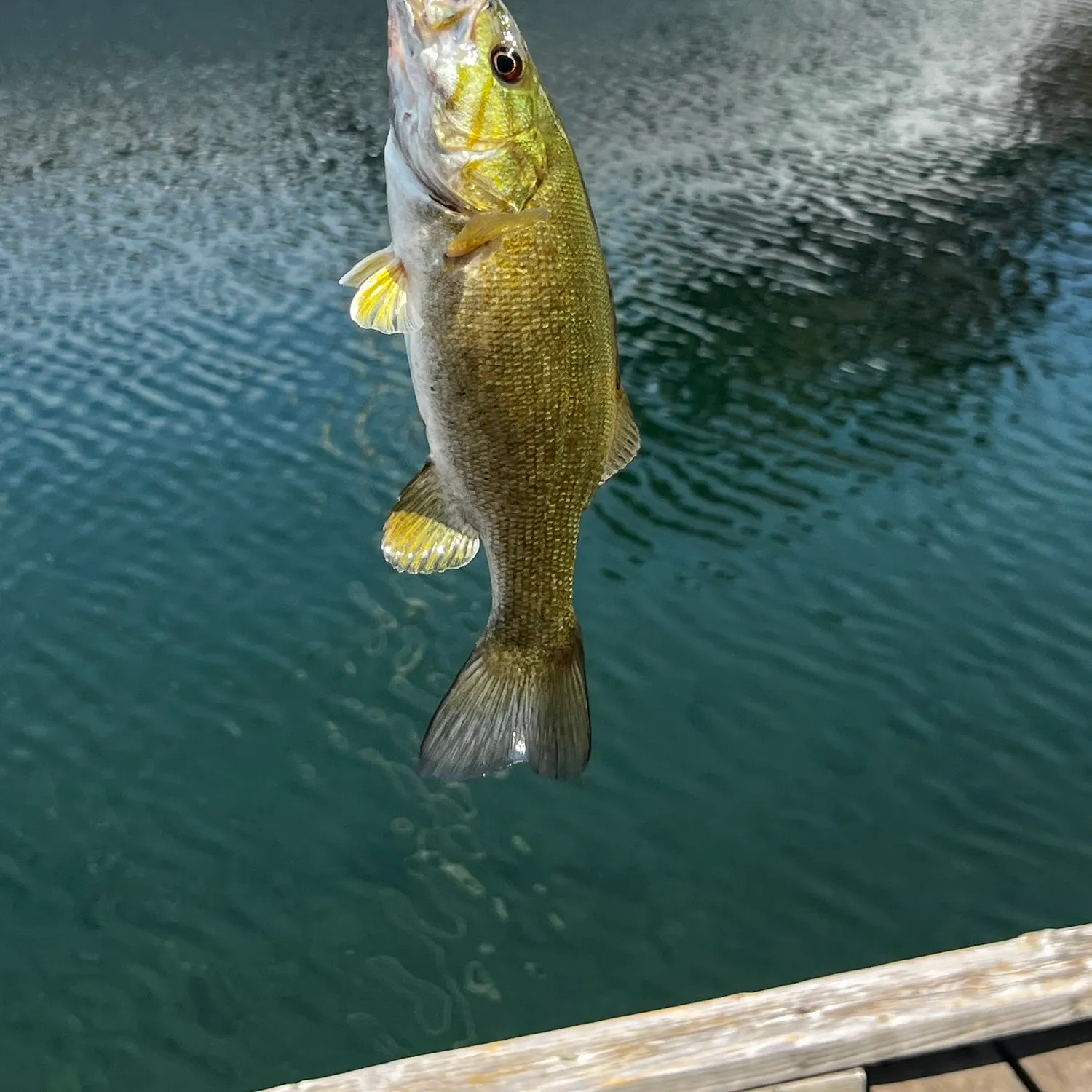 Smallmouth bass caught on Fishbrain