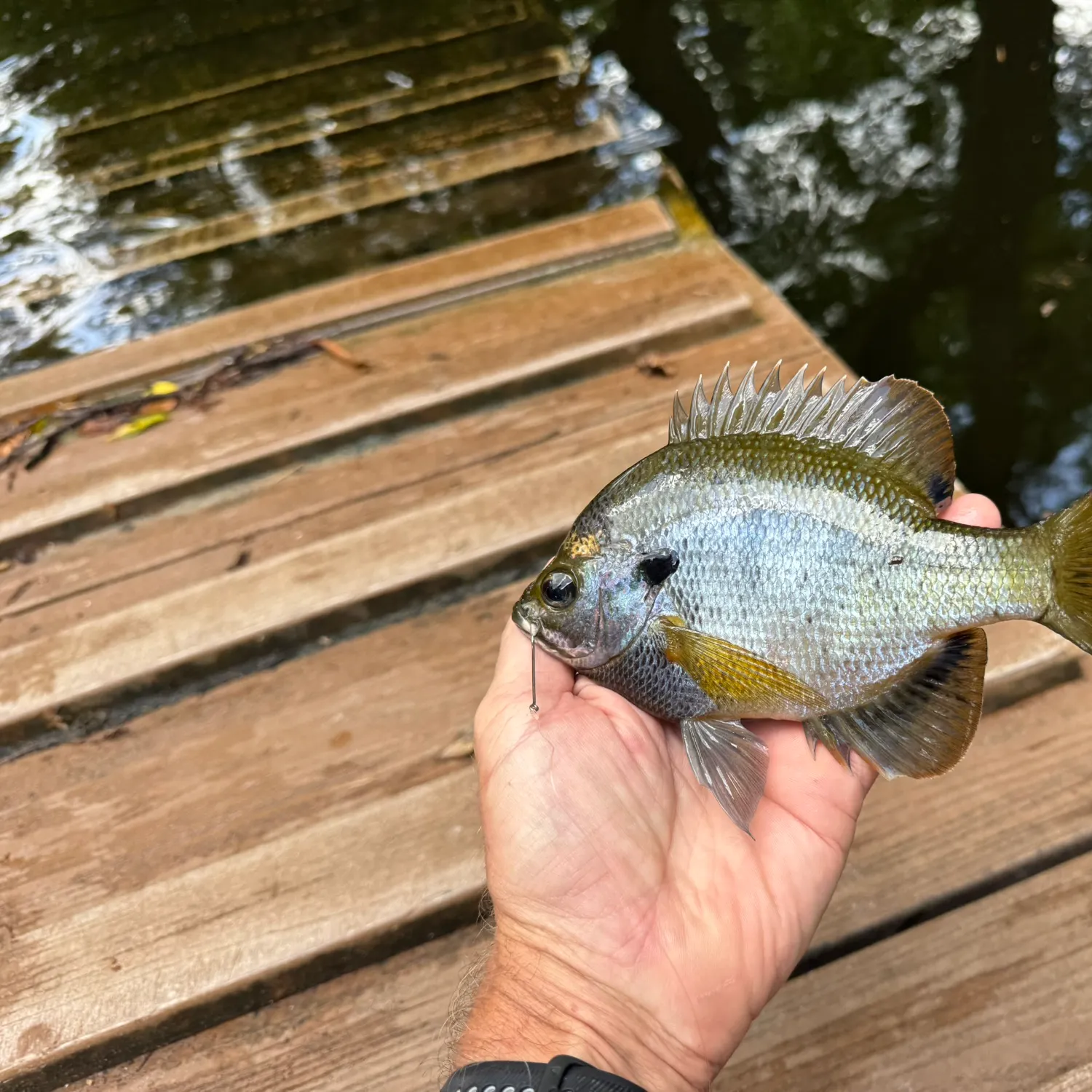 Bluegill caught on Fishbrain