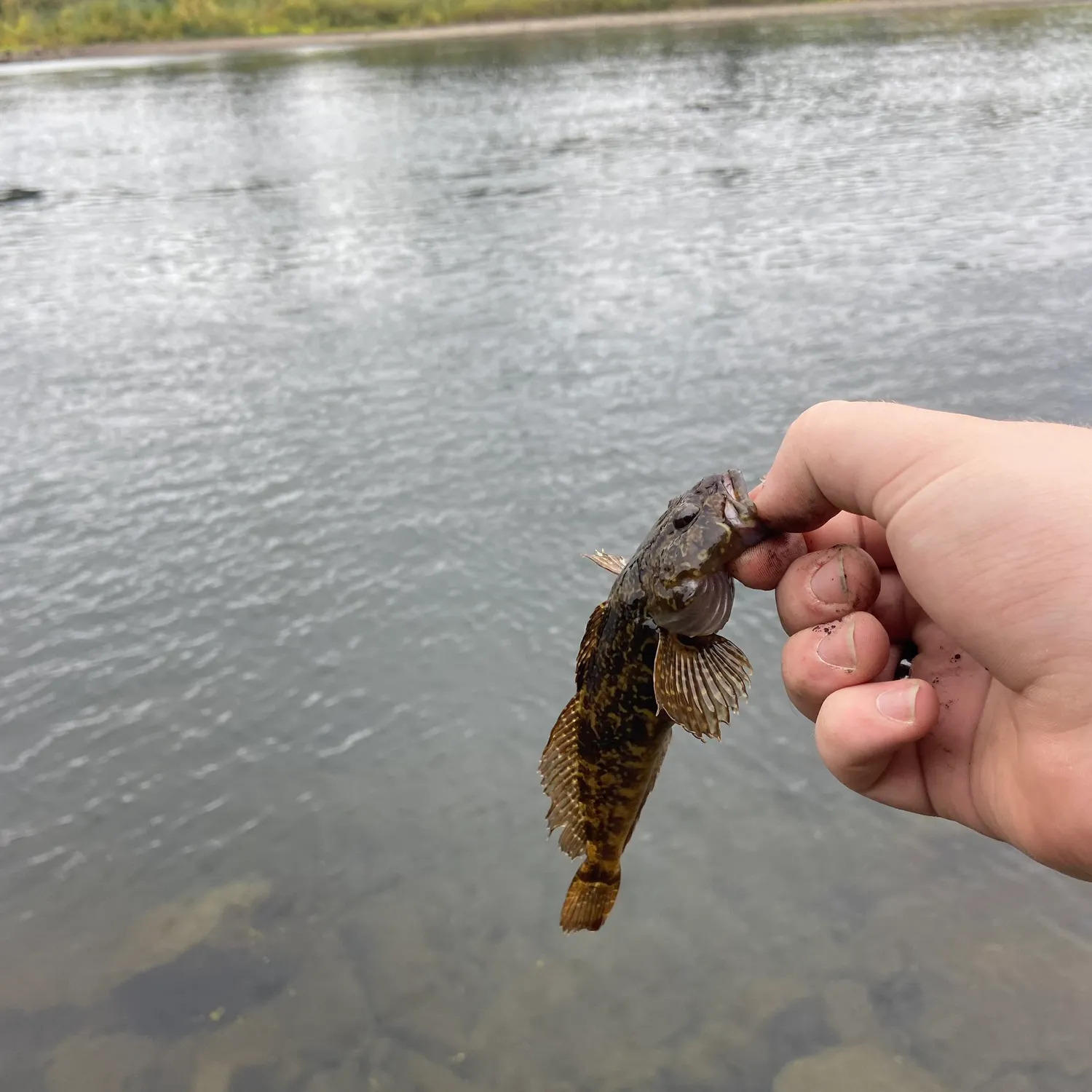 Longspined bullhead caught on Fishbrain