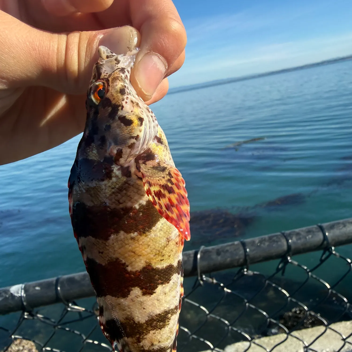 The most recent Painted greenling catches on Fishbrain