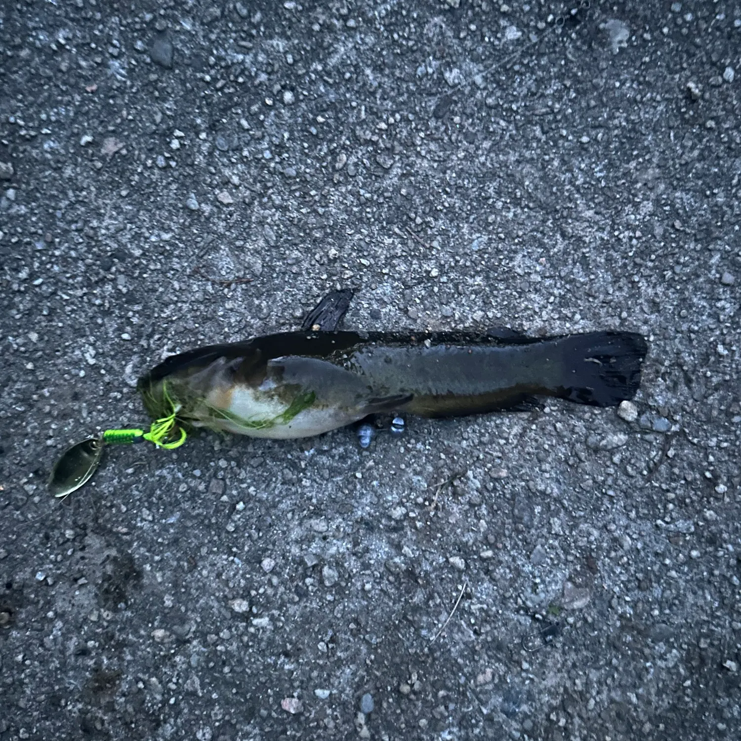Yellow bullhead caught on Fishbrain