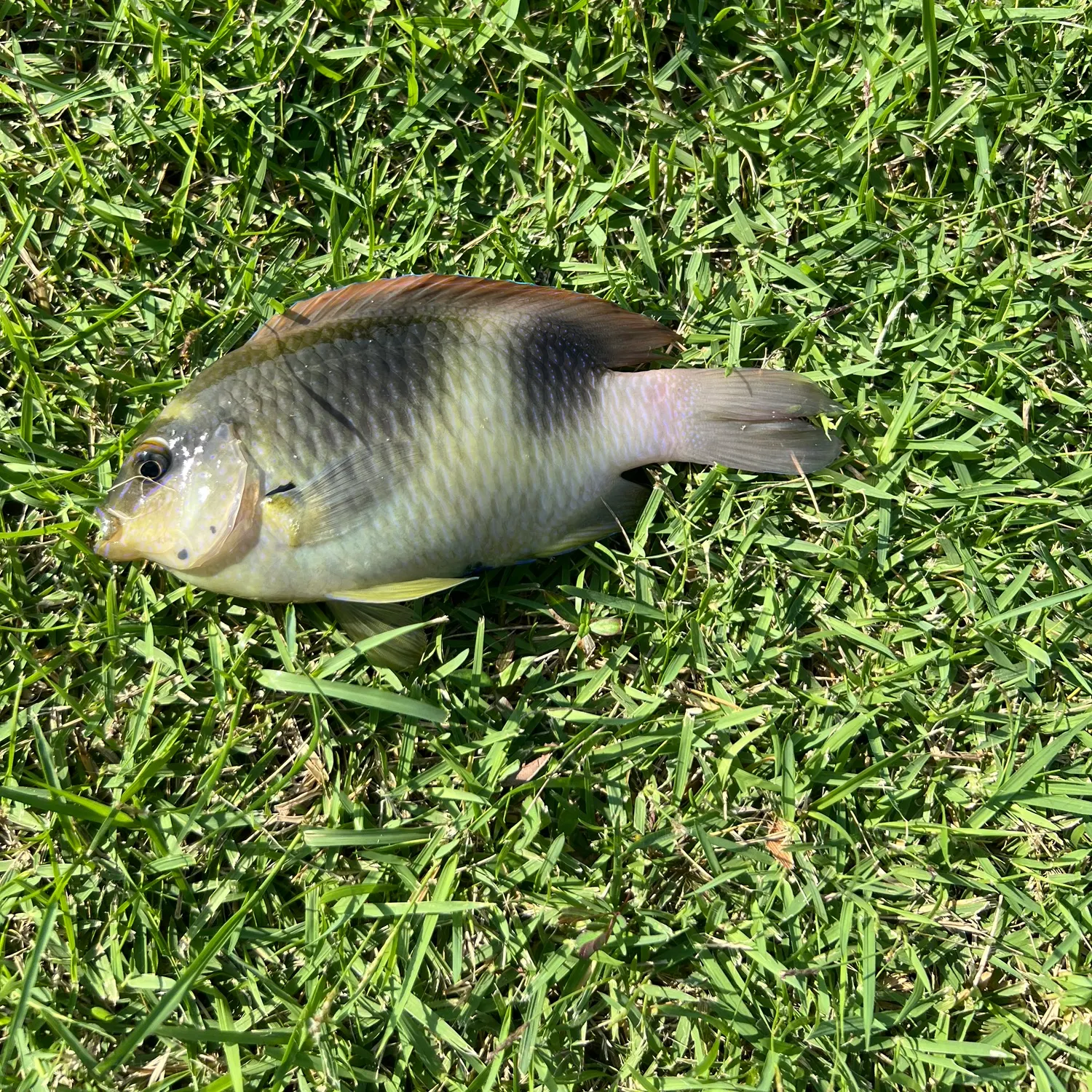 The most recent Honey-head damsel catches on Fishbrain