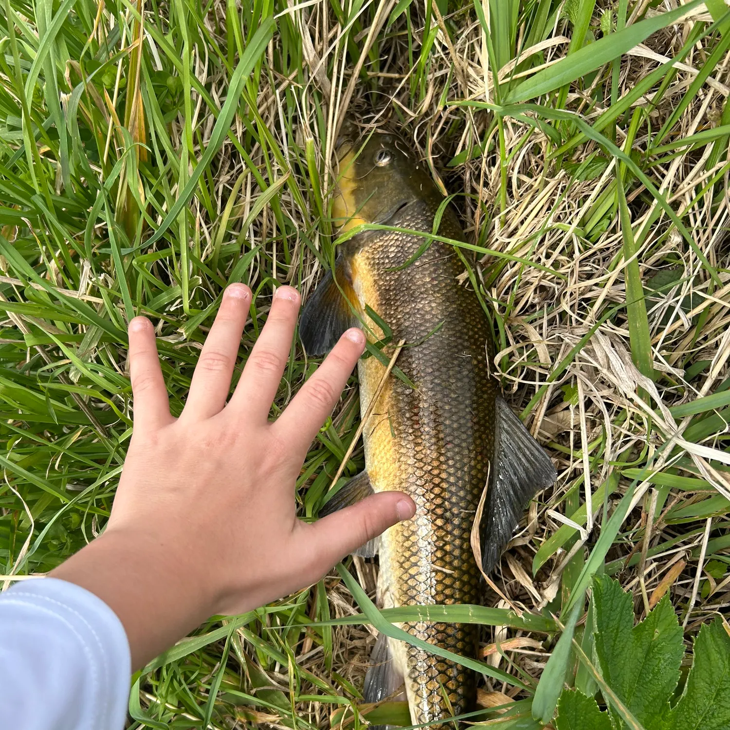 The most recent Largescale sucker catches on Fishbrain