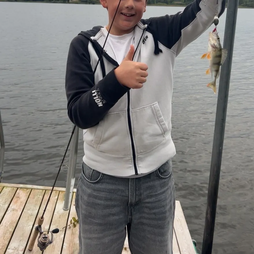 European perch caught on Fishbrain