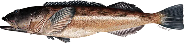 Lingcod