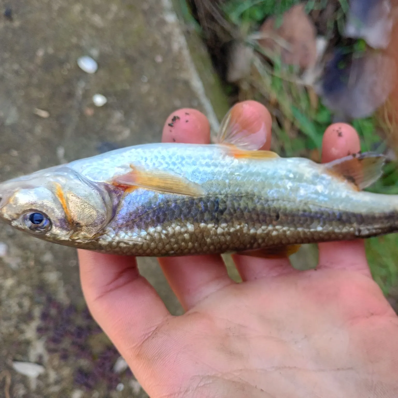 The most recent Golden redhorse catches on Fishbrain