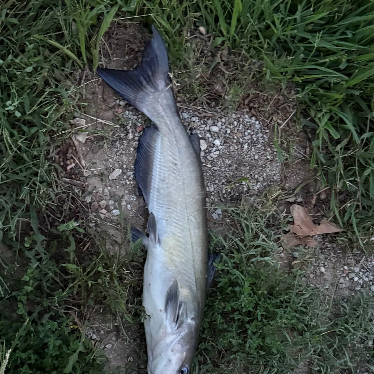 Channel catfish caught on Fishbrain