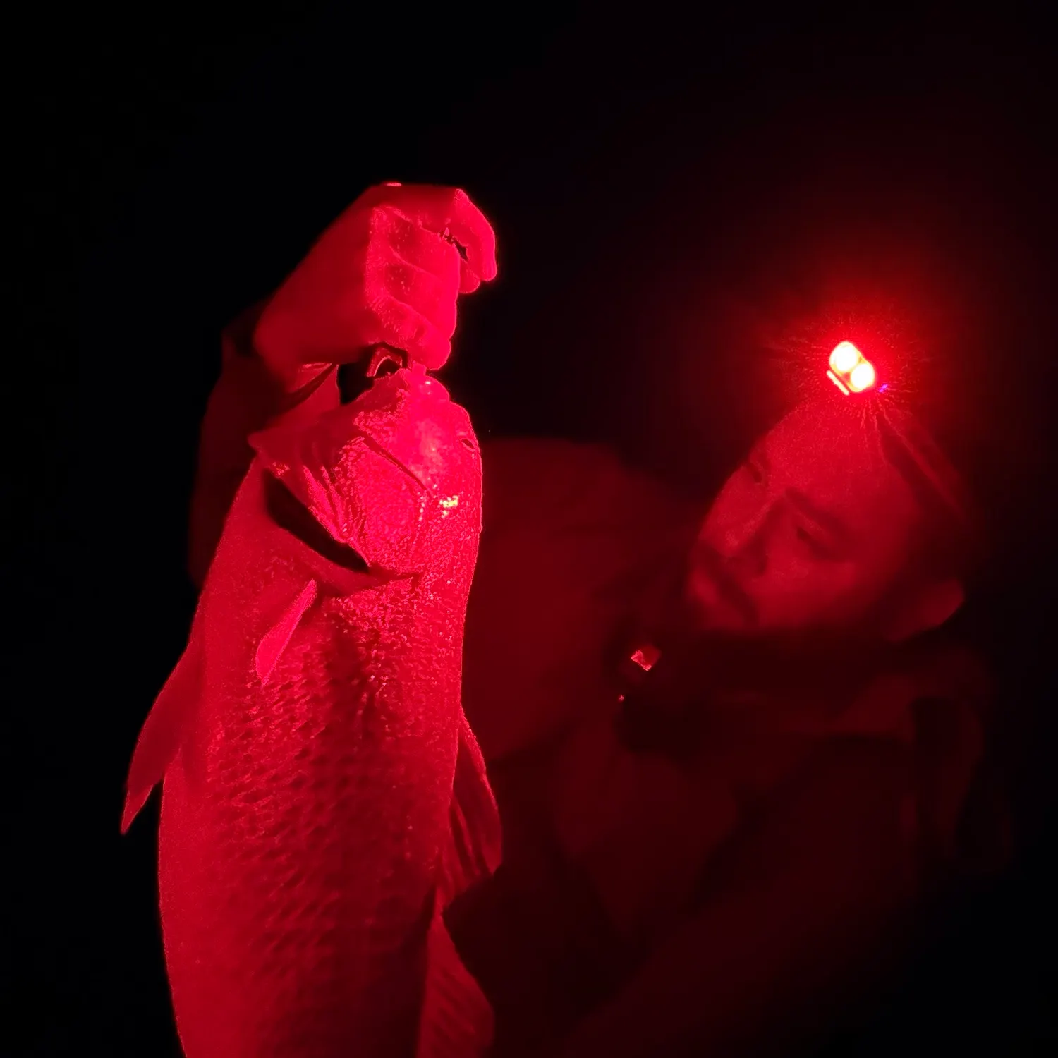 Red drum caught on Fishbrain