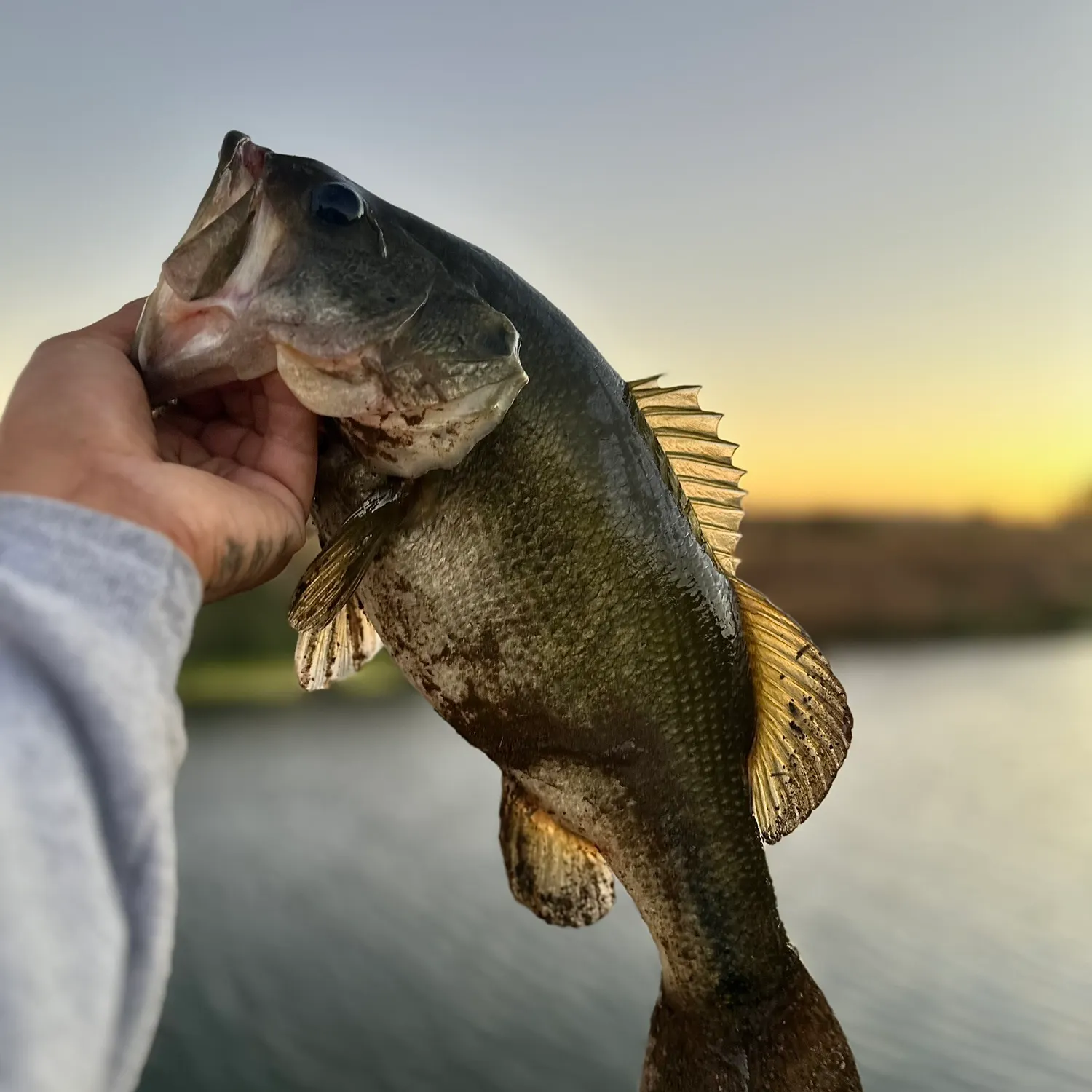 Largemouth bass caught on Fishbrain