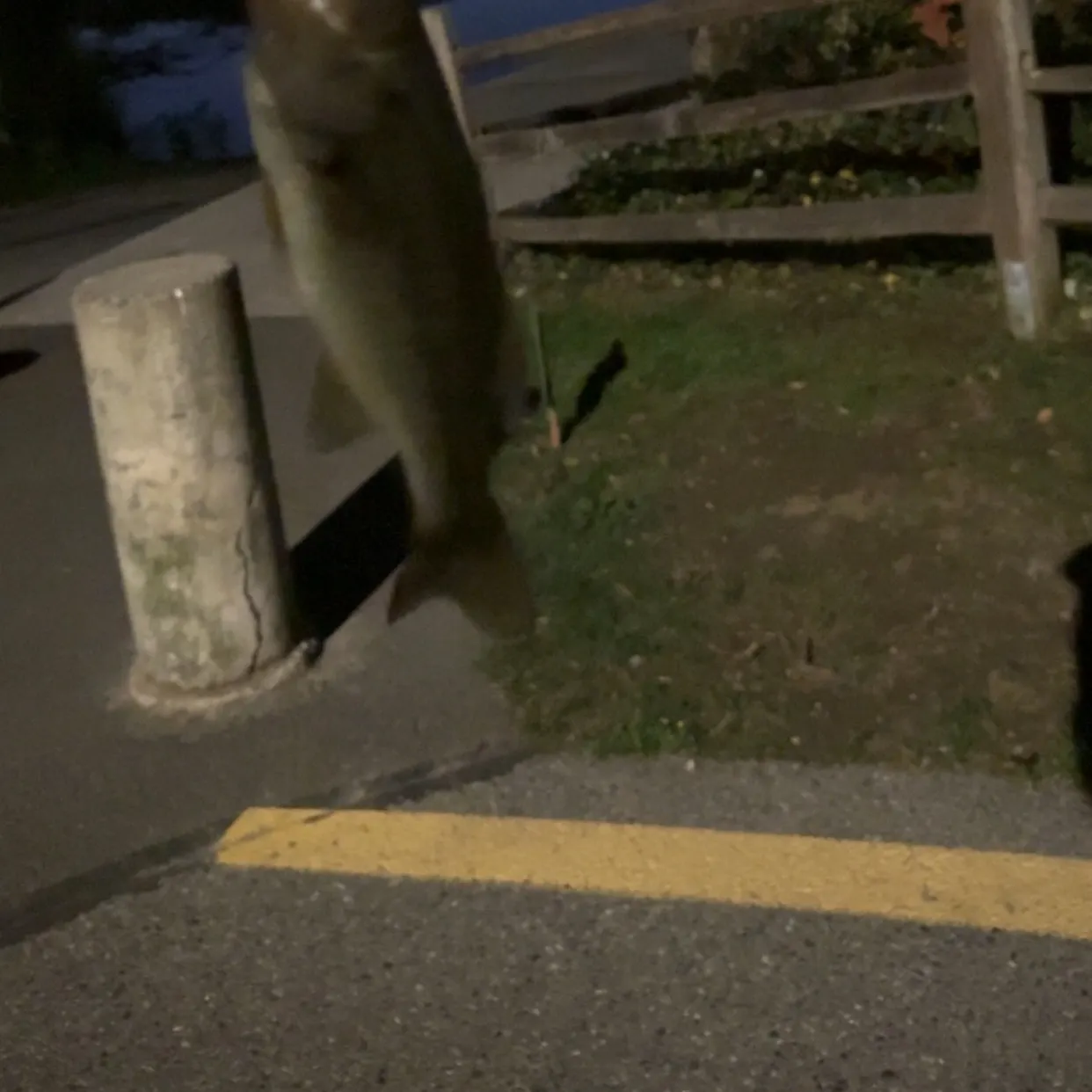 Smallmouth bass caught on Fishbrain