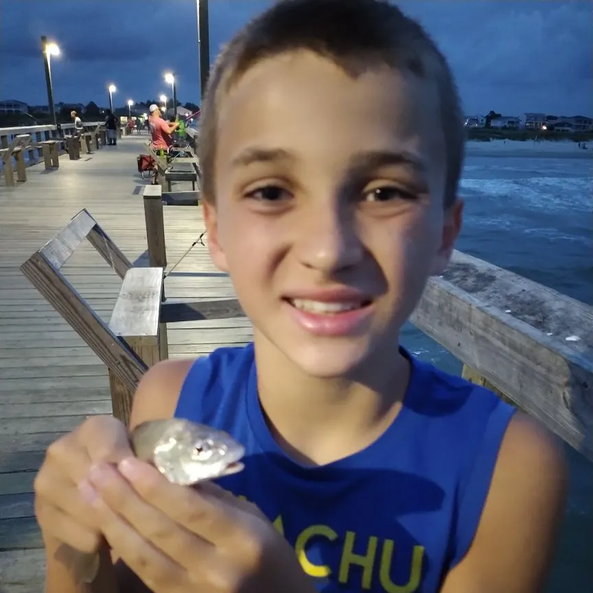 The most recent Spotfin croaker catches on Fishbrain