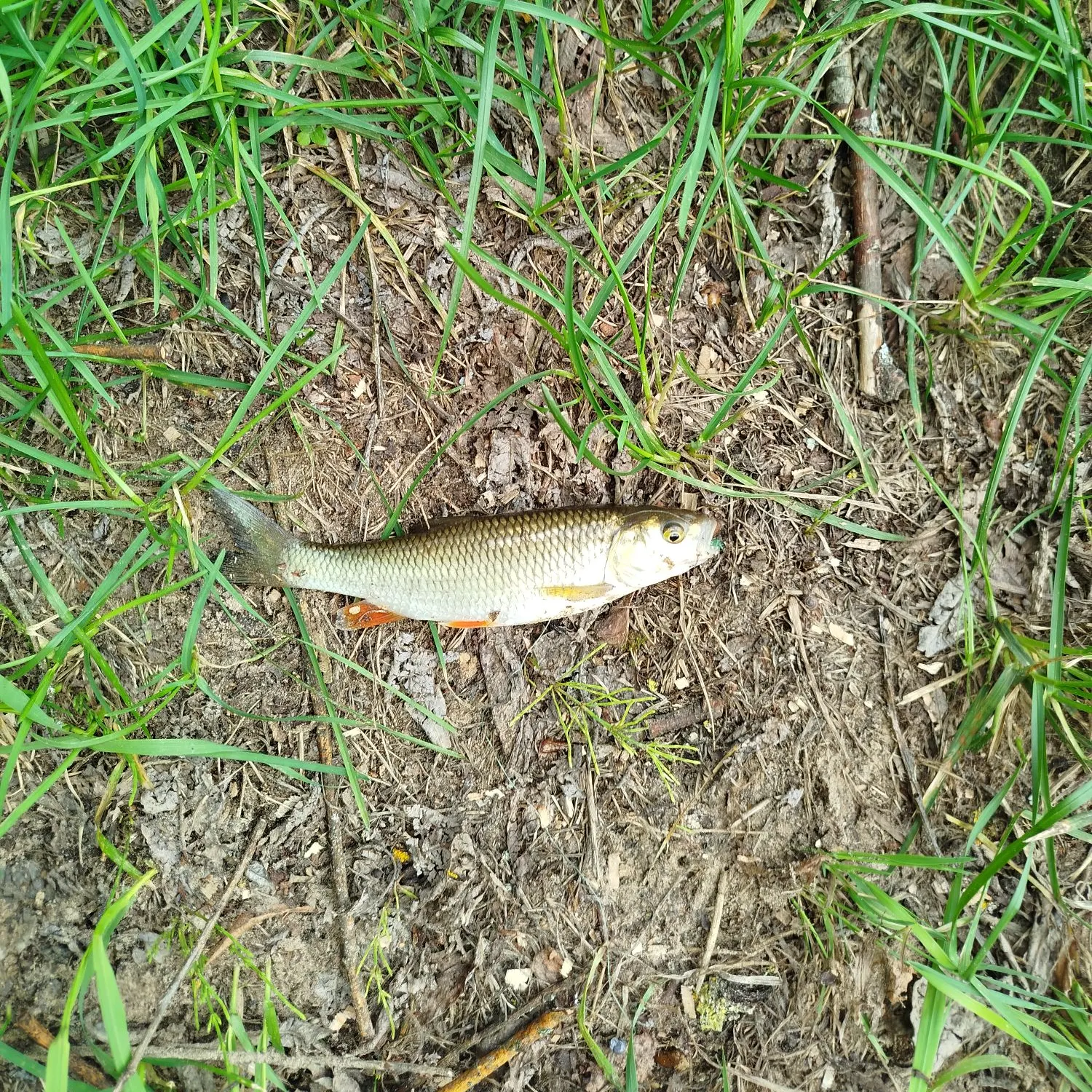 Common roach caught on Fishbrain
