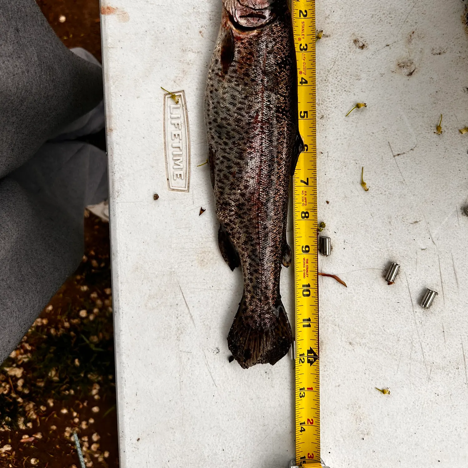 recently logged catches