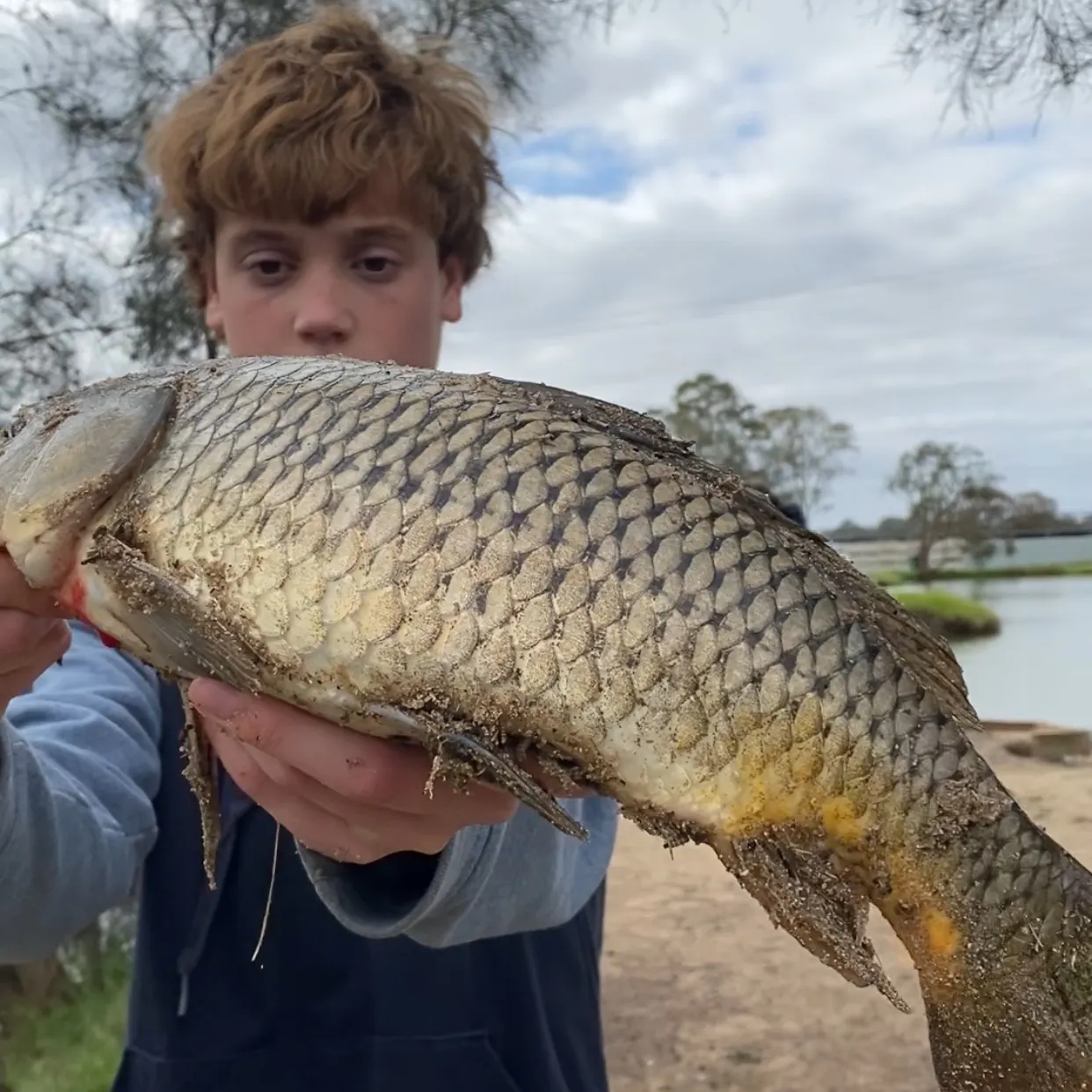 Common carp caught on Fishbrain