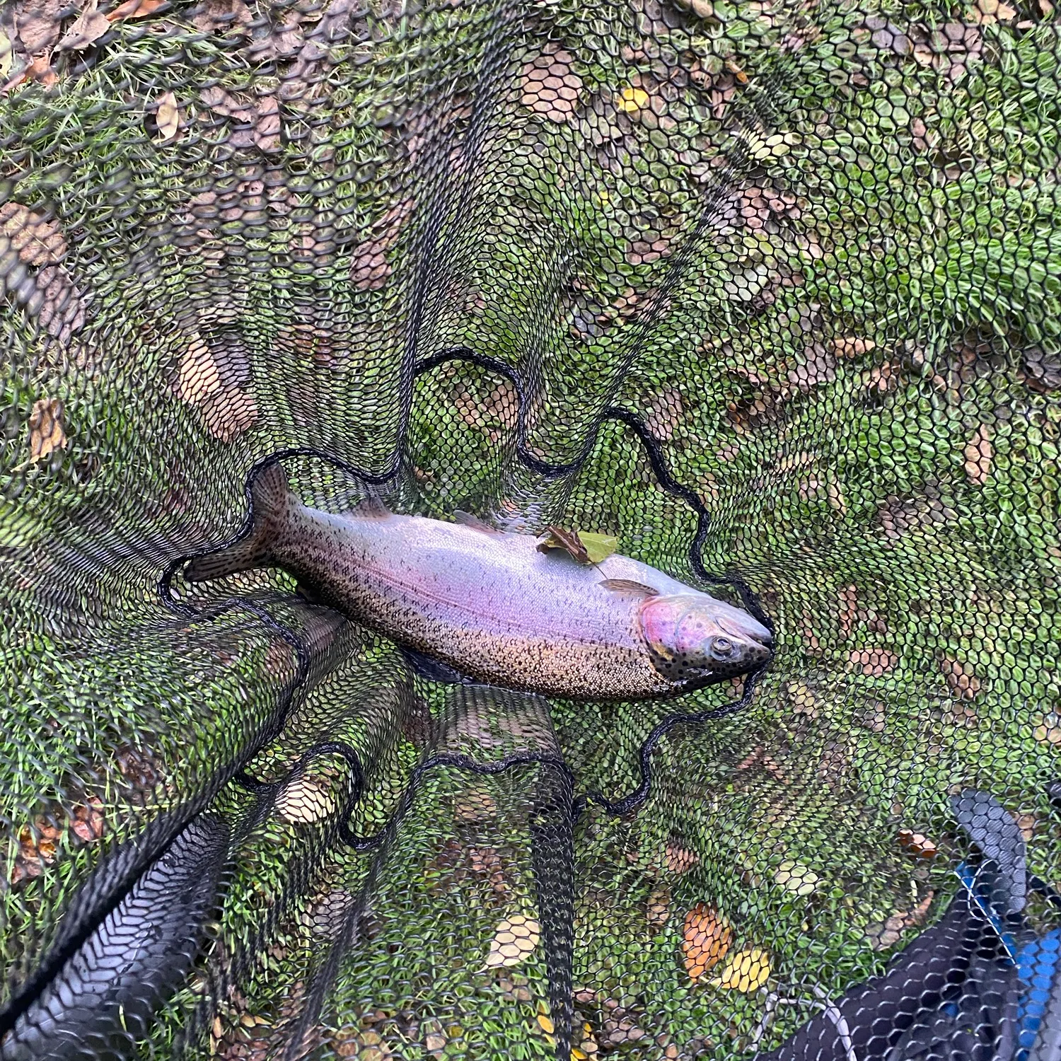 Rainbow trout caught on Fishbrain