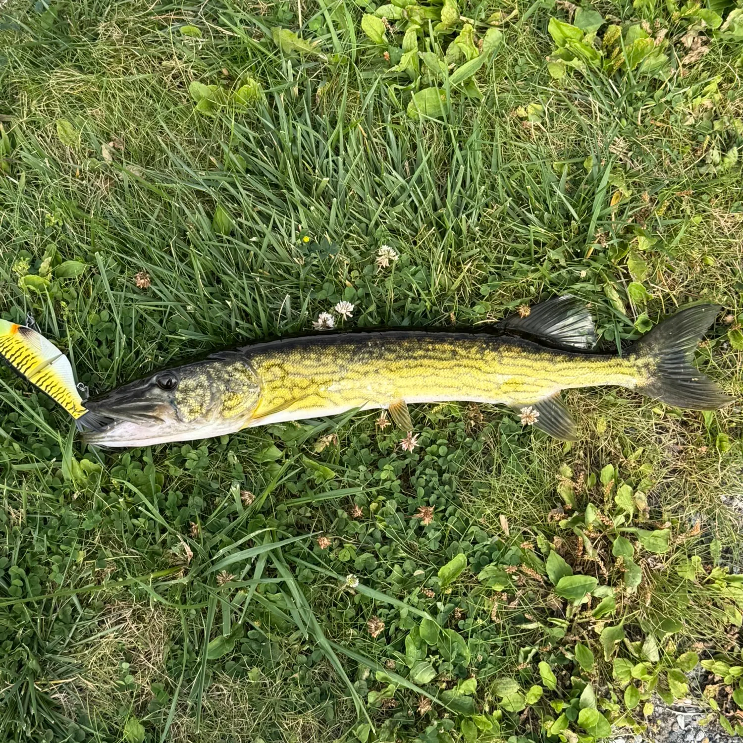 Chain pickerel caught on Fishbrain