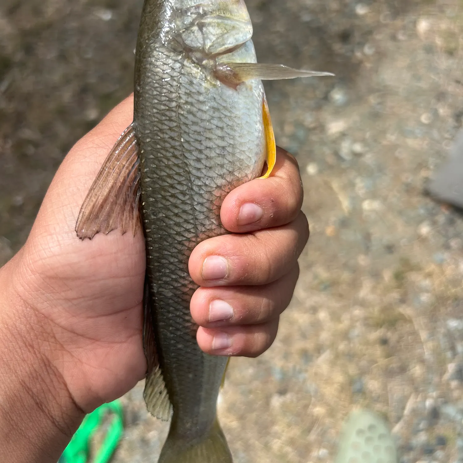Sand sillago caught on Fishbrain