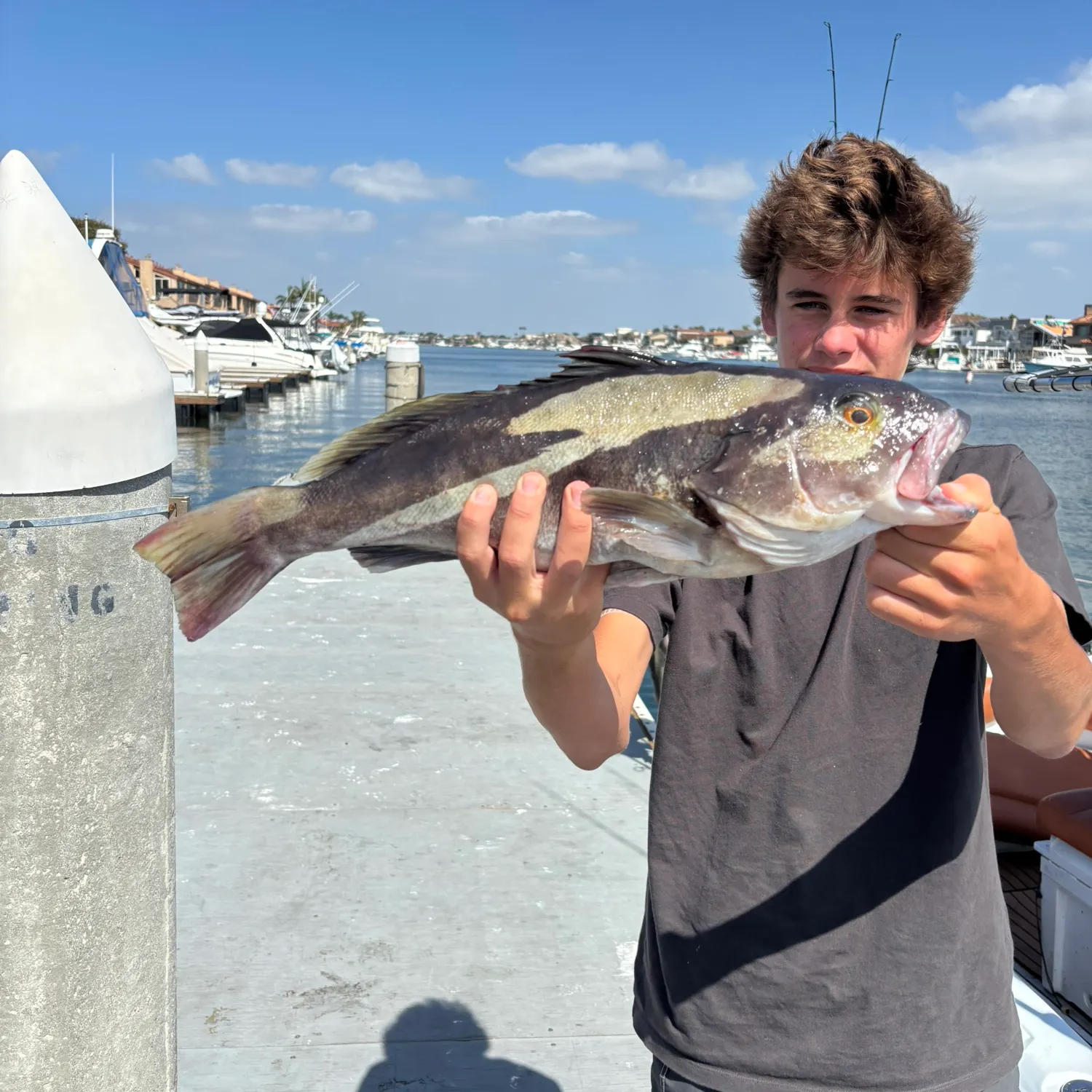 Barred sand bass caught on Fishbrain