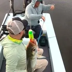 Ladyfish caught on Fishbrain
