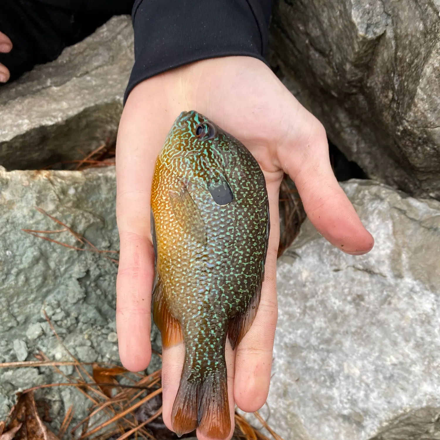 The most recent Pumpkingill hybrid catches on Fishbrain