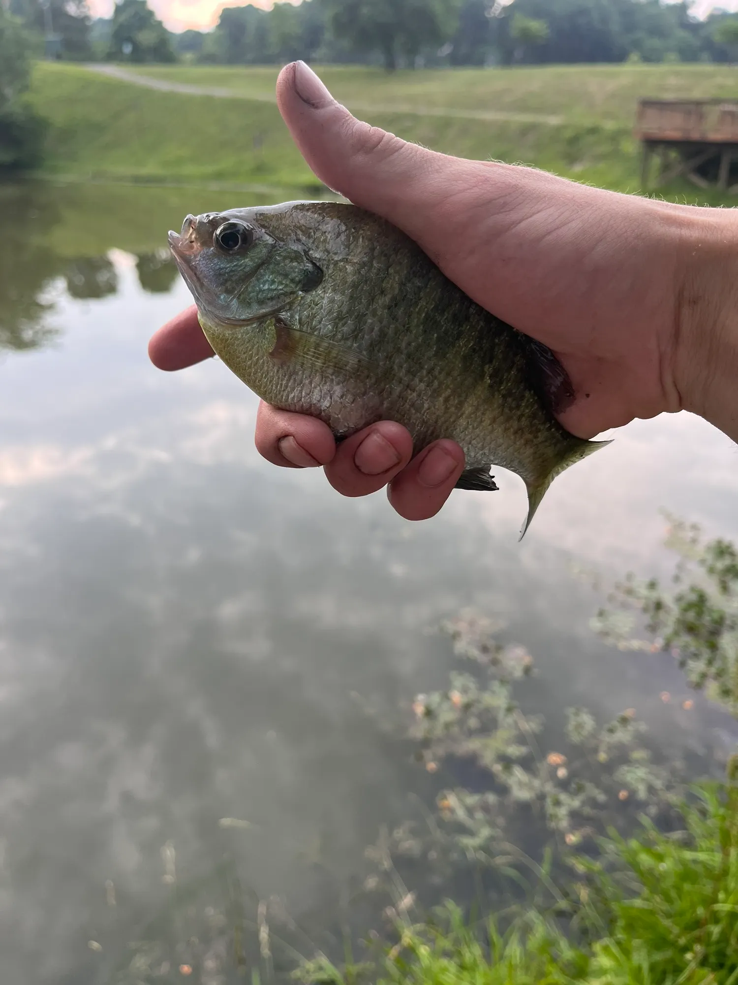 Bluegill