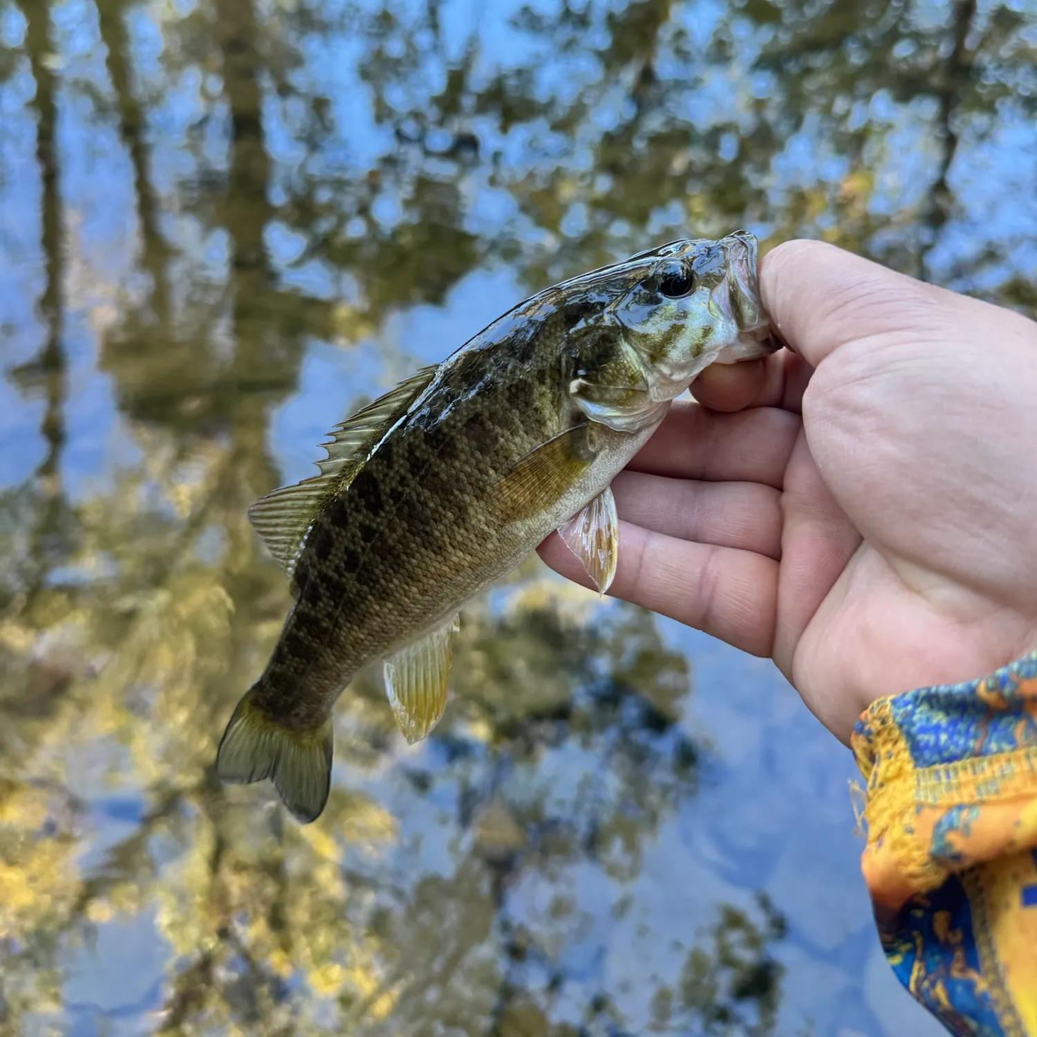 Smallmouth bass caught on Fishbrain