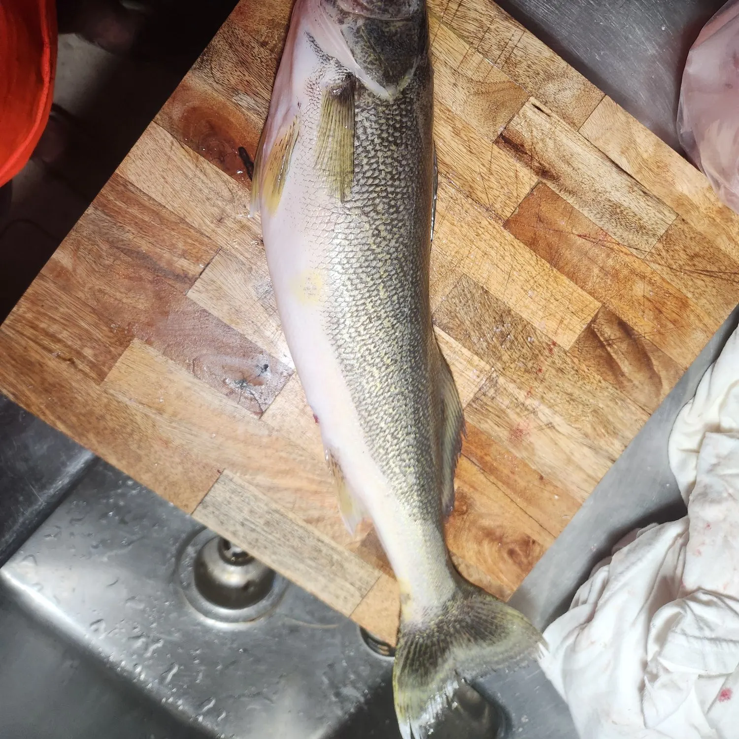 angler catch