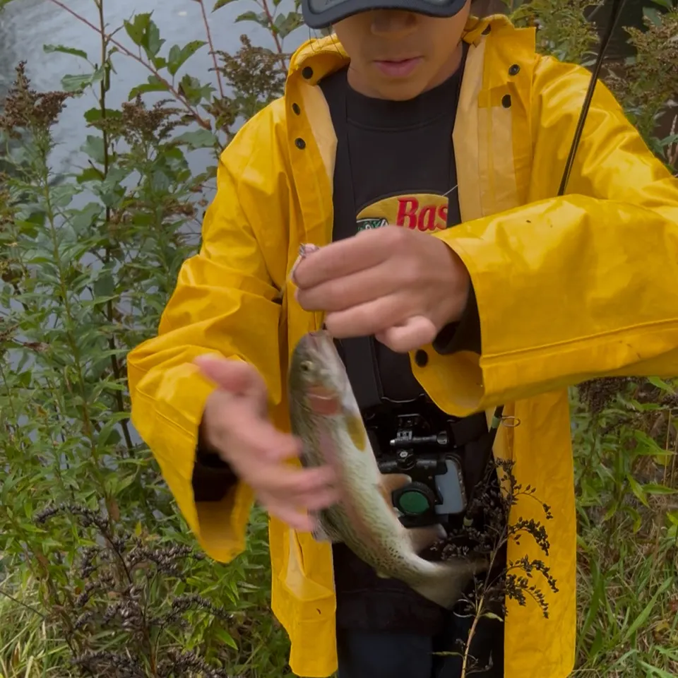 Rainbow trout caught on Fishbrain