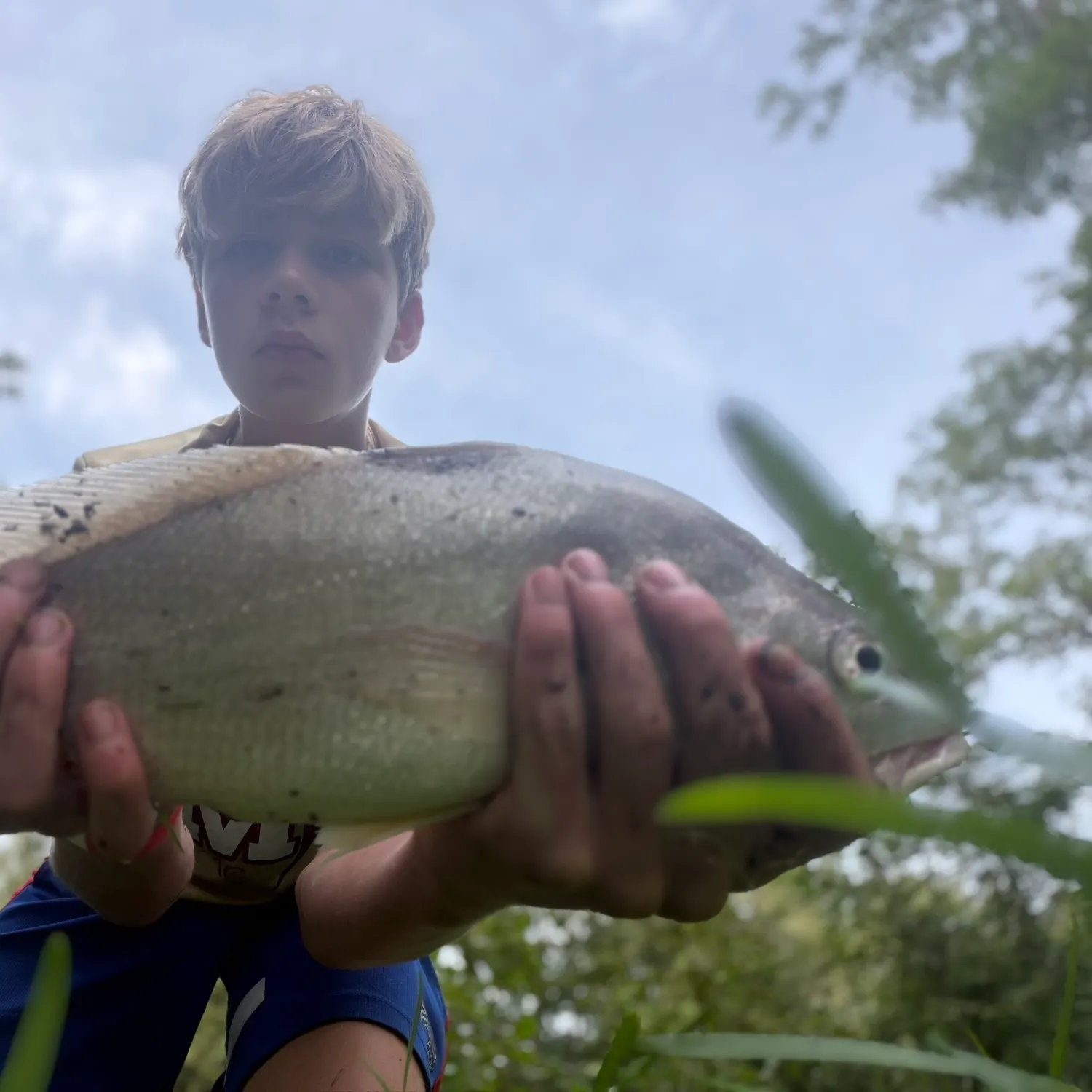 Freshwater drum caught on Fishbrain
