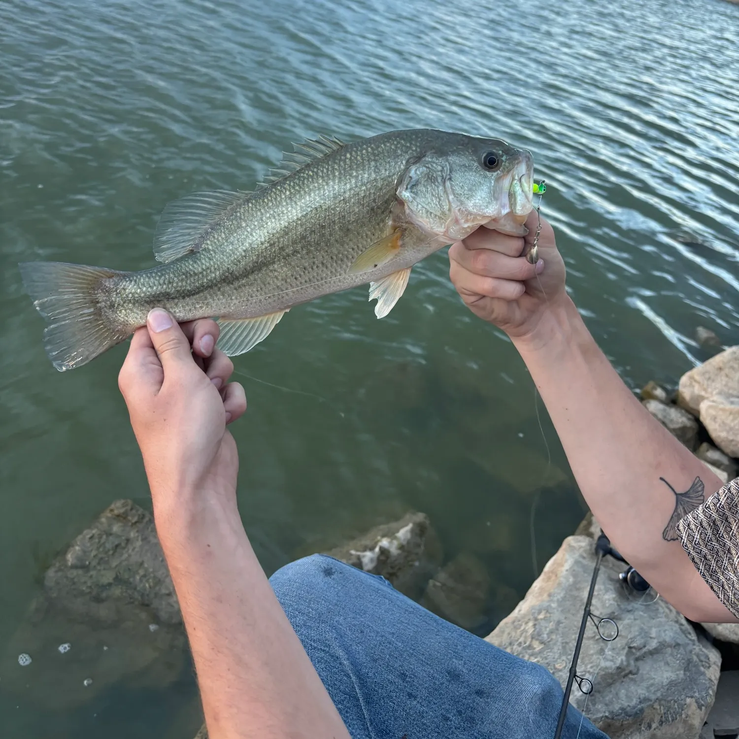 Largemouth bass caught on Fishbrain