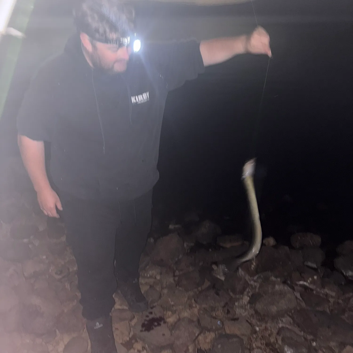 The most recent Shortfin eel catches on Fishbrain