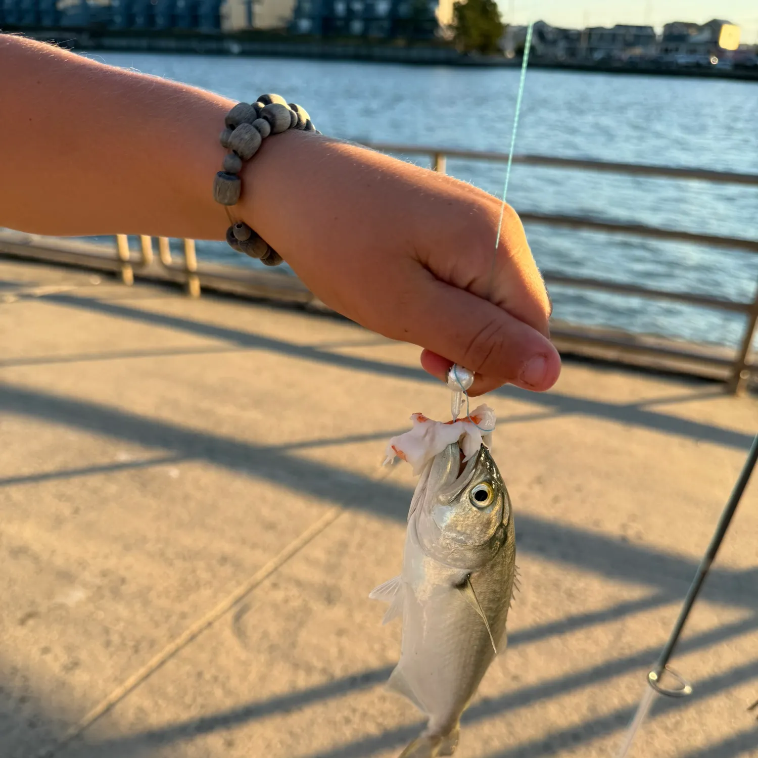 The most recent Blue runner catches on Fishbrain