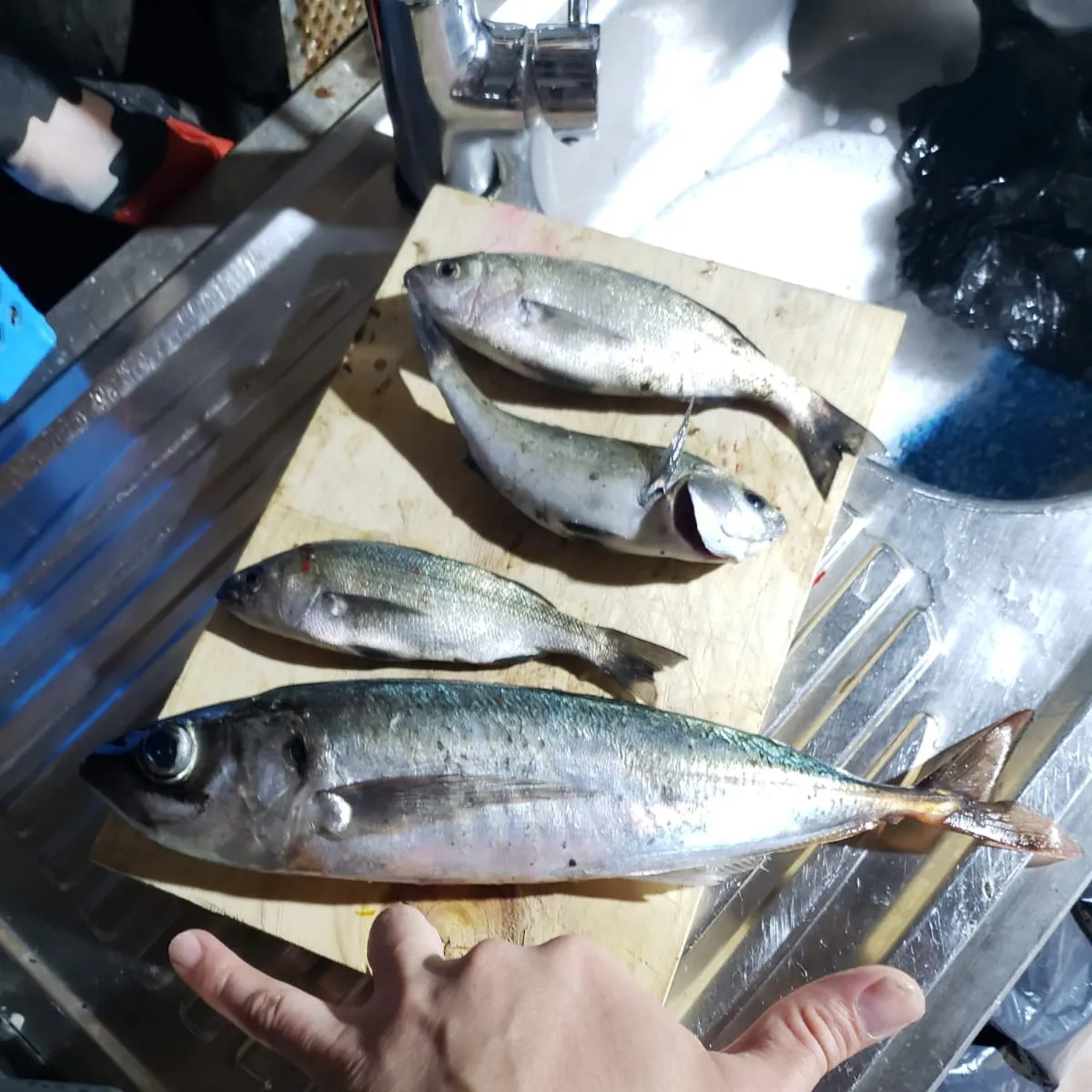 The most recent Chilean jack mackerel catches on Fishbrain