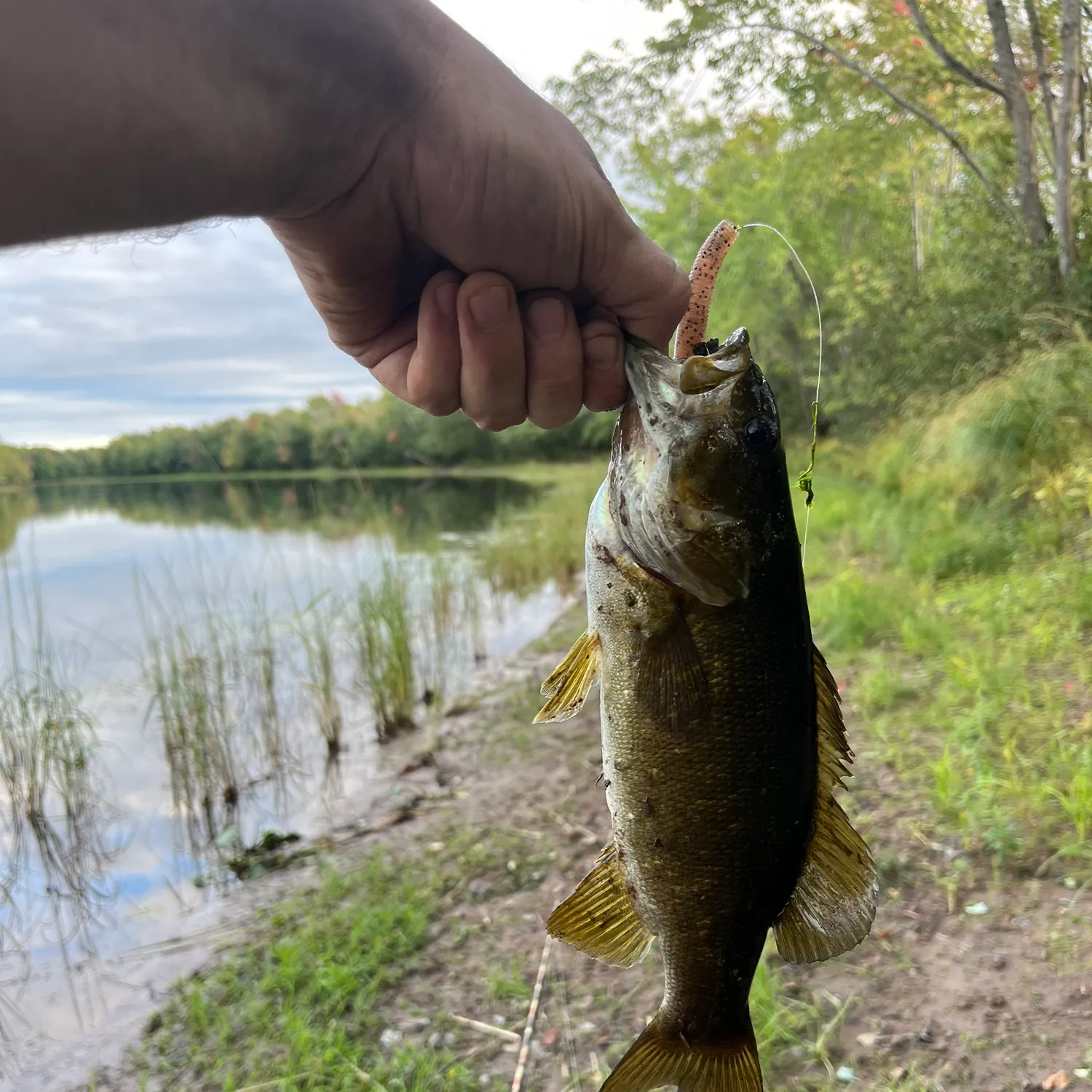 Smallmouth bass caught on Fishbrain