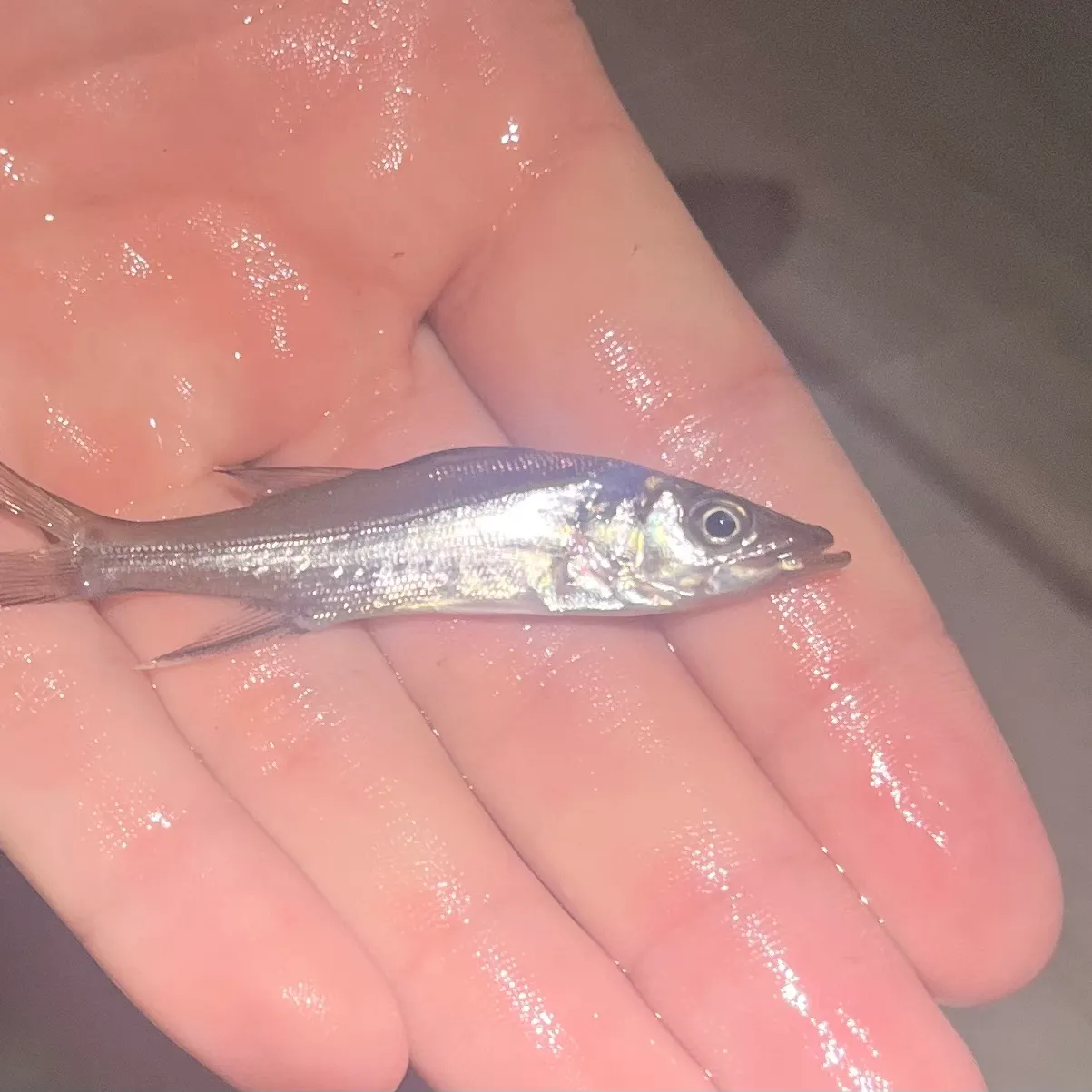 Common snook caught on Fishbrain