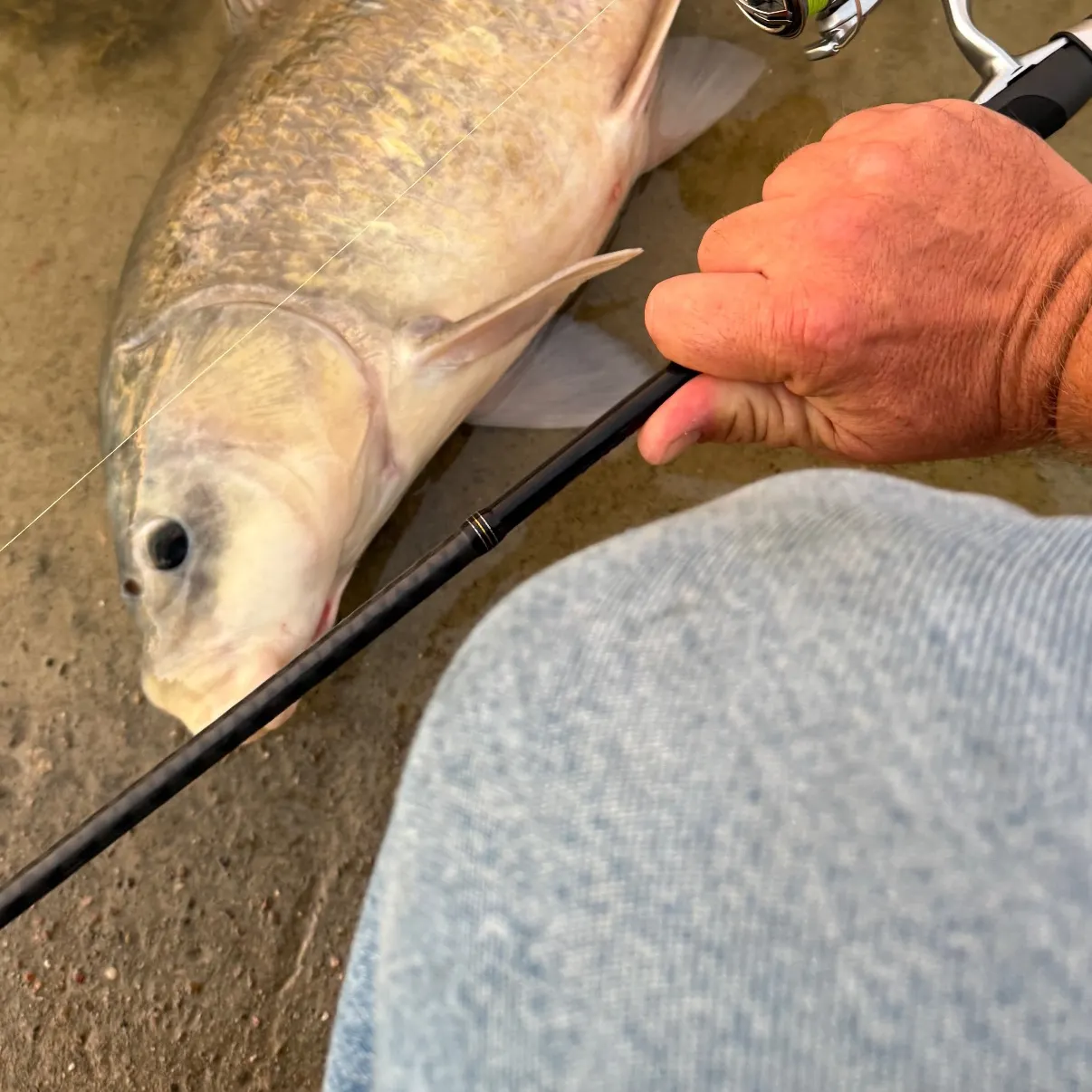 The most recent Black buffalo catches on Fishbrain