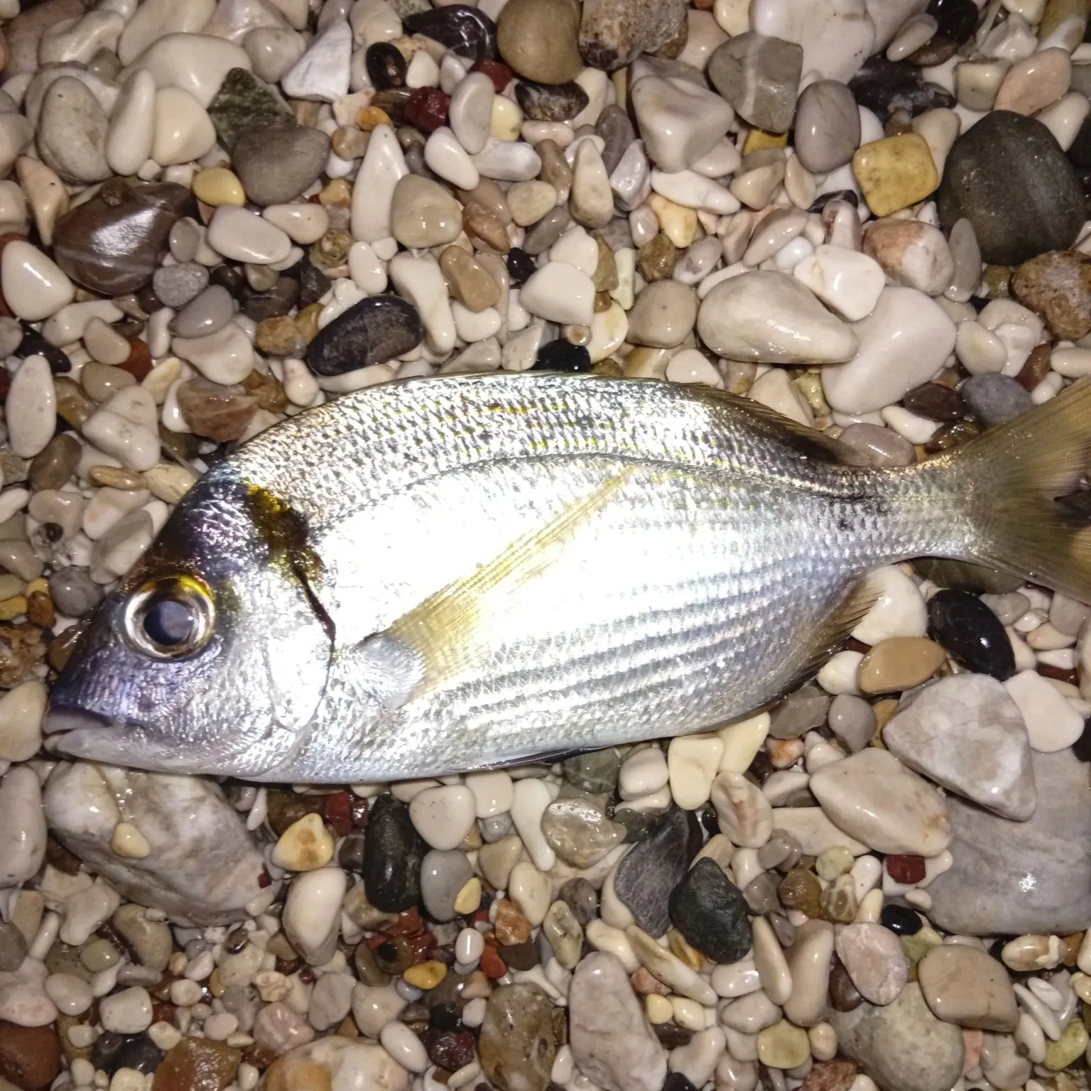 Annular seabream caught on Fishbrain