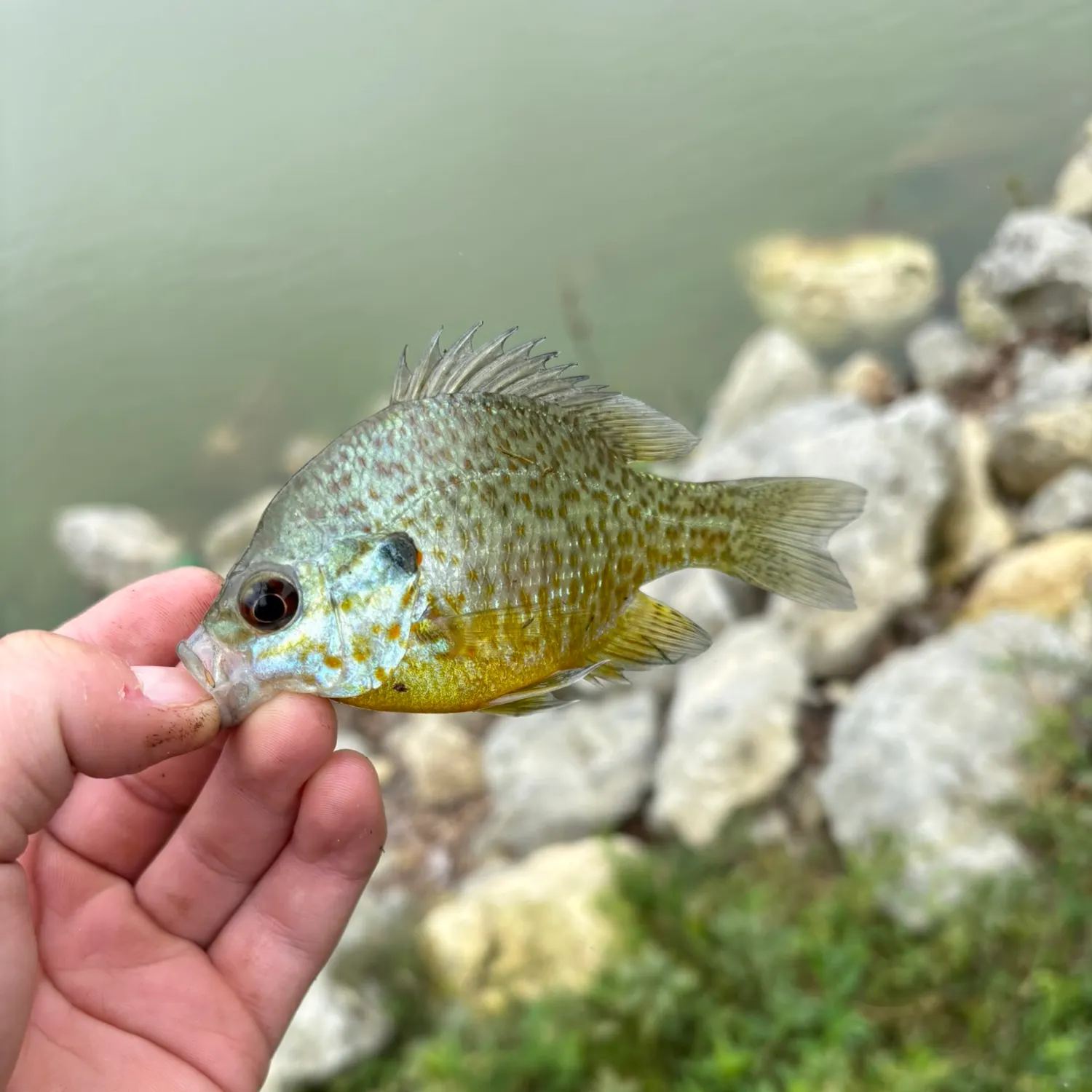 Pumpkinseed caught on Fishbrain
