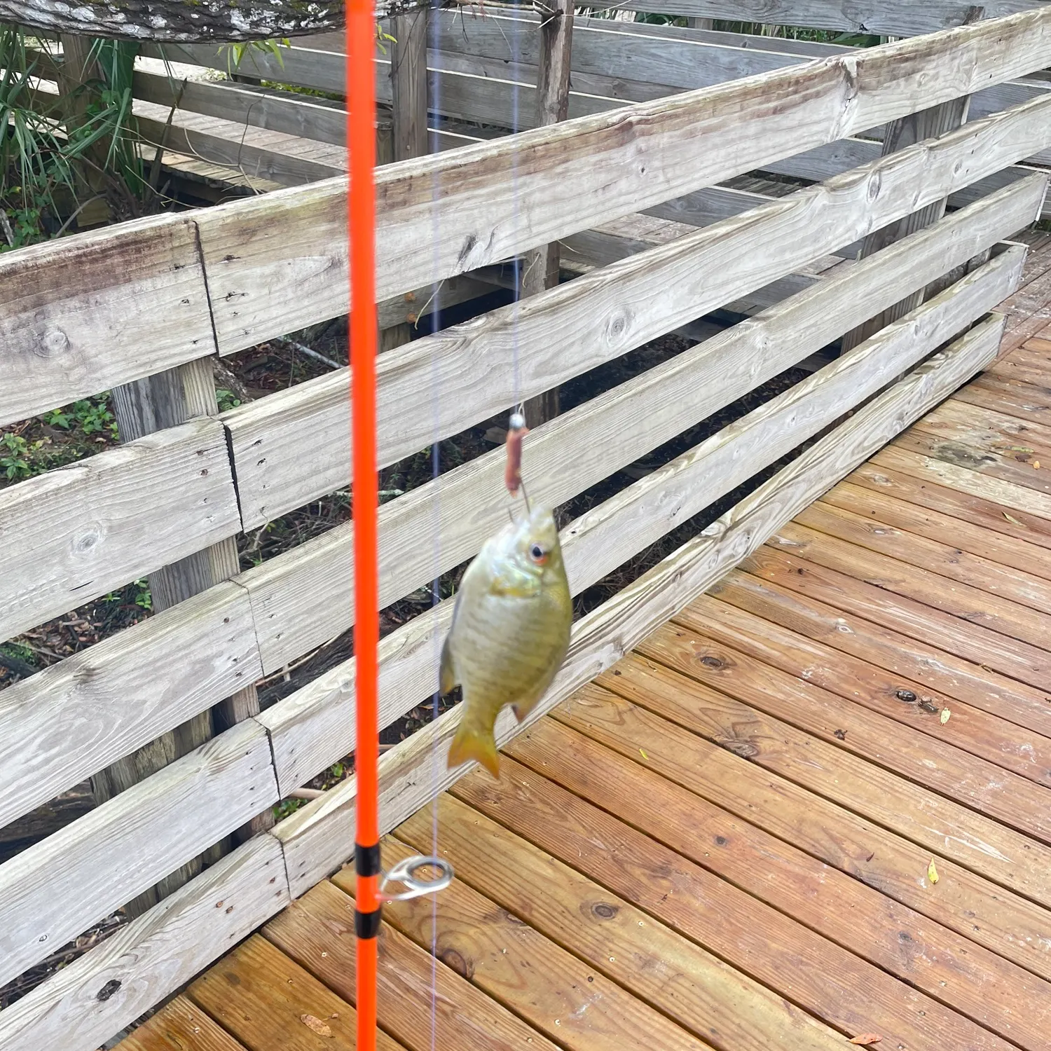 The most recent Bluegill x longear sunfish catches on Fishbrain