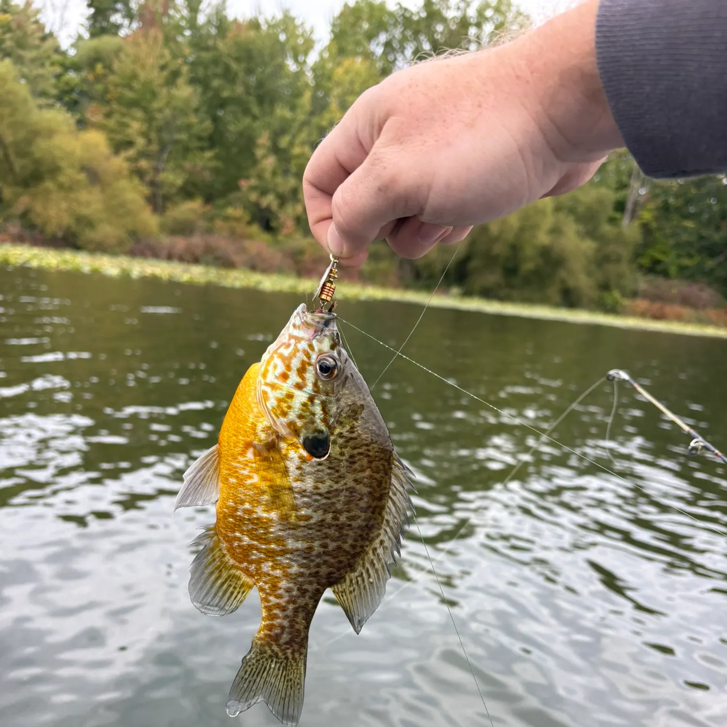 Pumpkinseed caught on Fishbrain