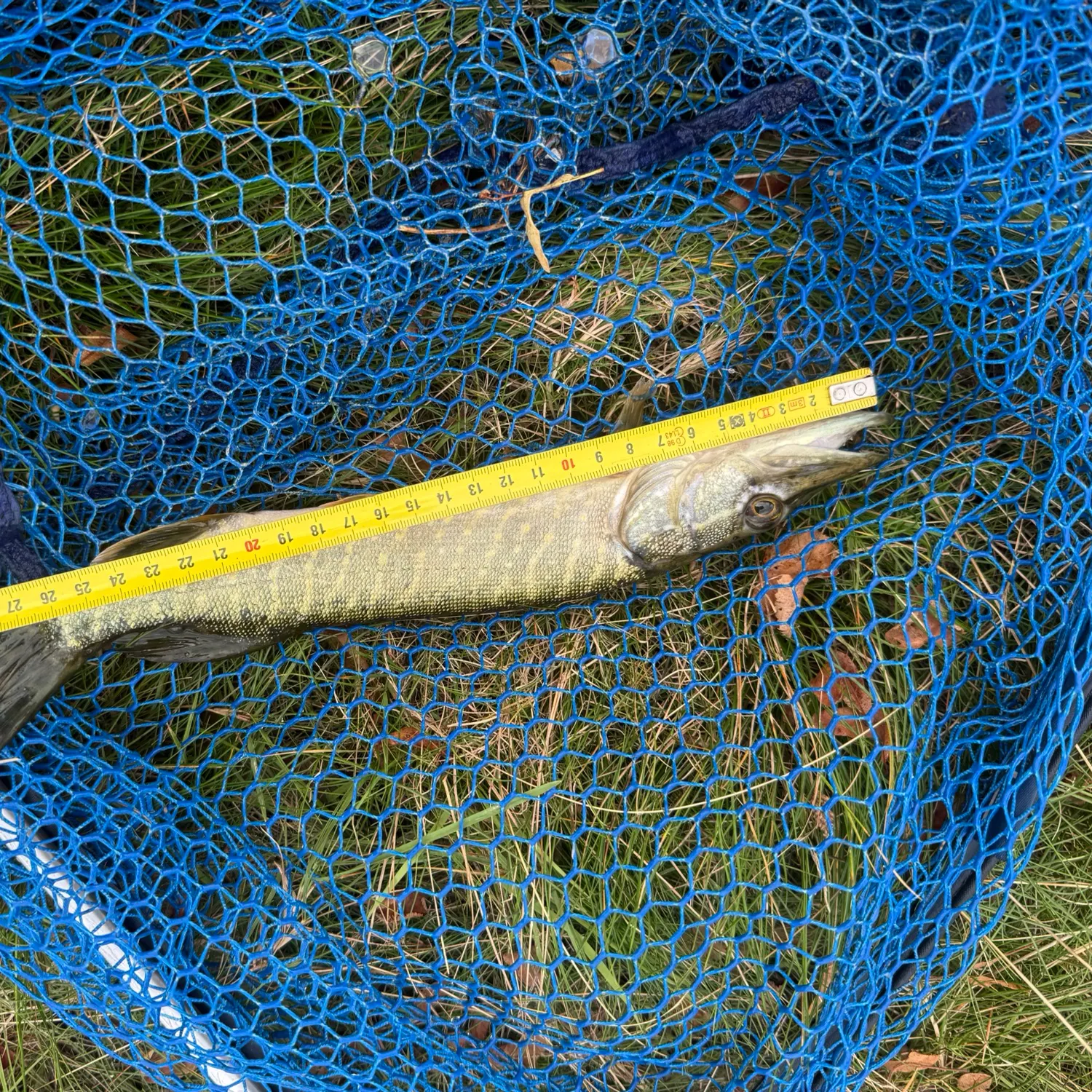 Northern pike caught on Fishbrain