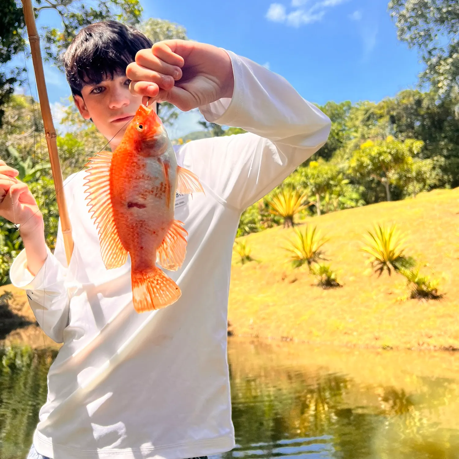 Red tilapia caught on Fishbrain