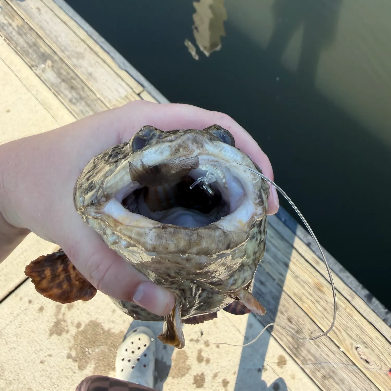 The most recent Oyster toadfish catches on Fishbrain