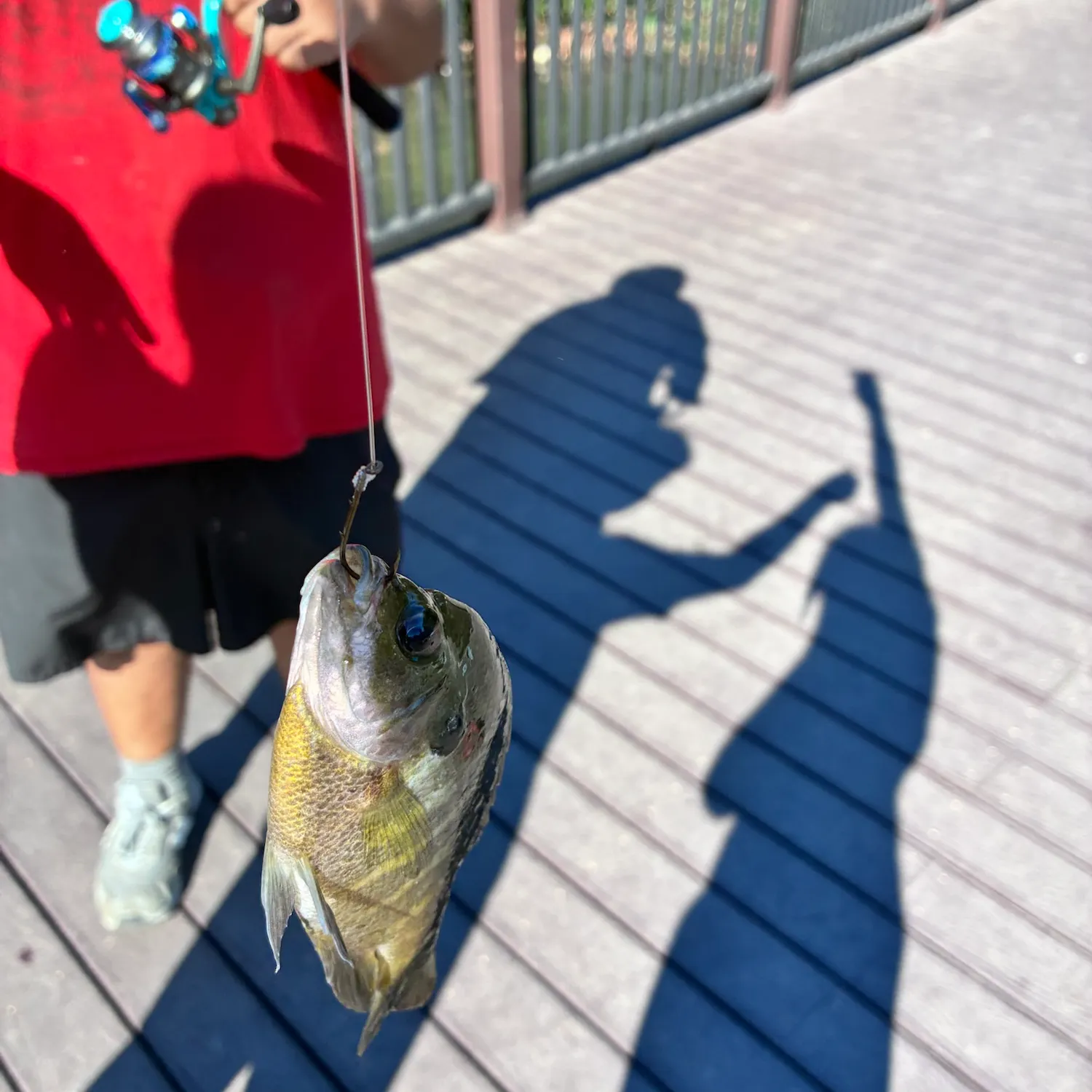Bluegill caught on Fishbrain