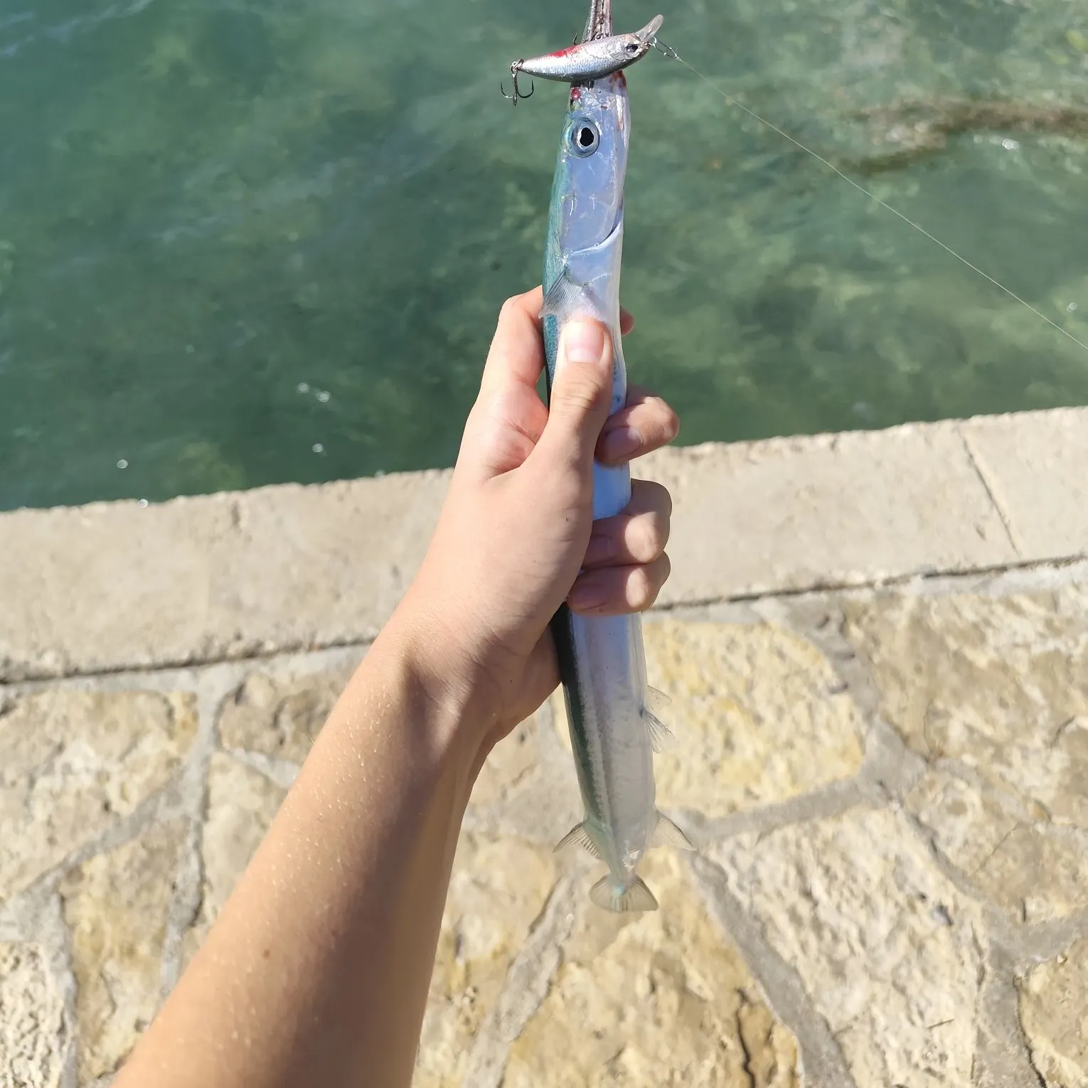 European garfish caught on Fishbrain