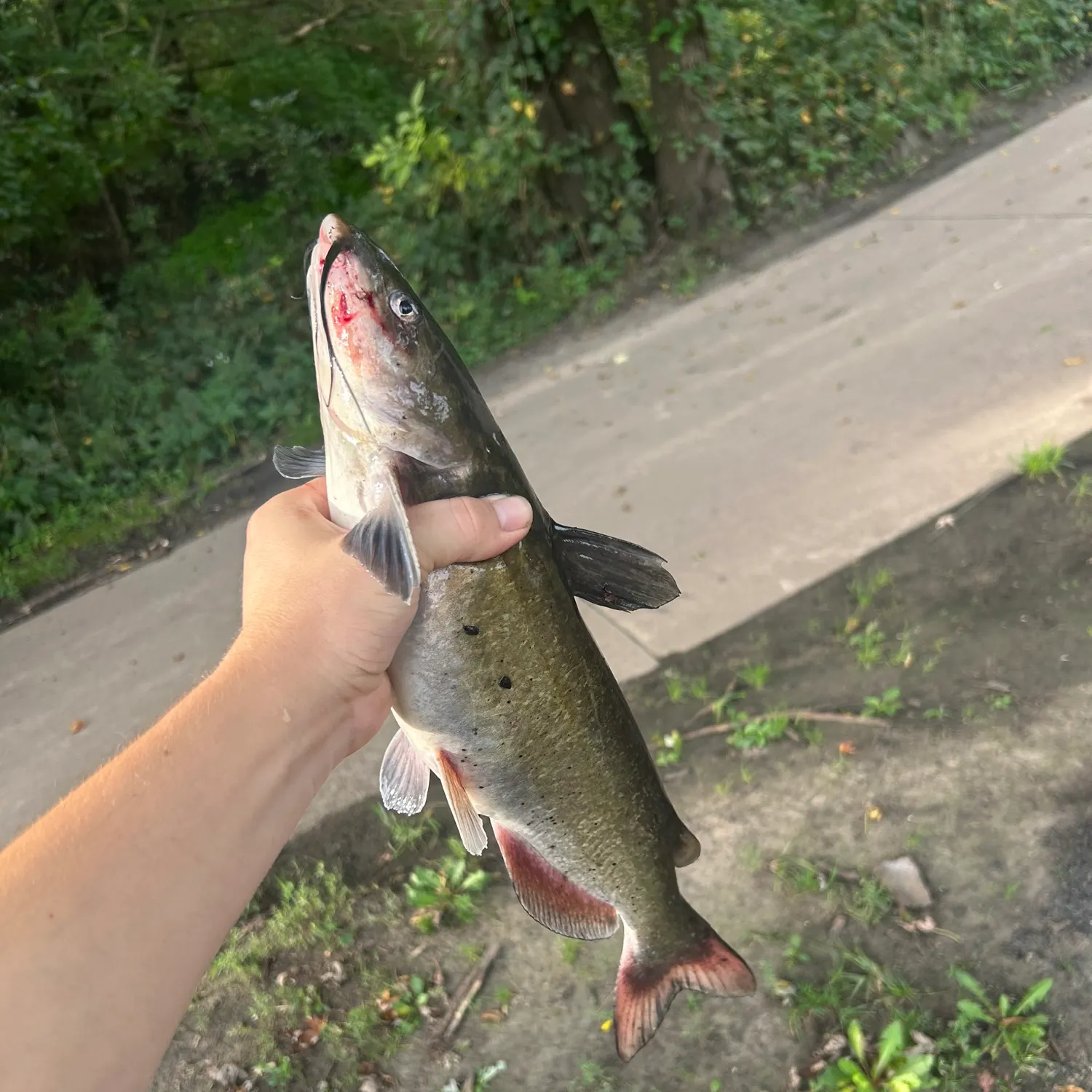 Channel catfish caught on Fishbrain