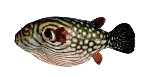 Reticulated pufferfish