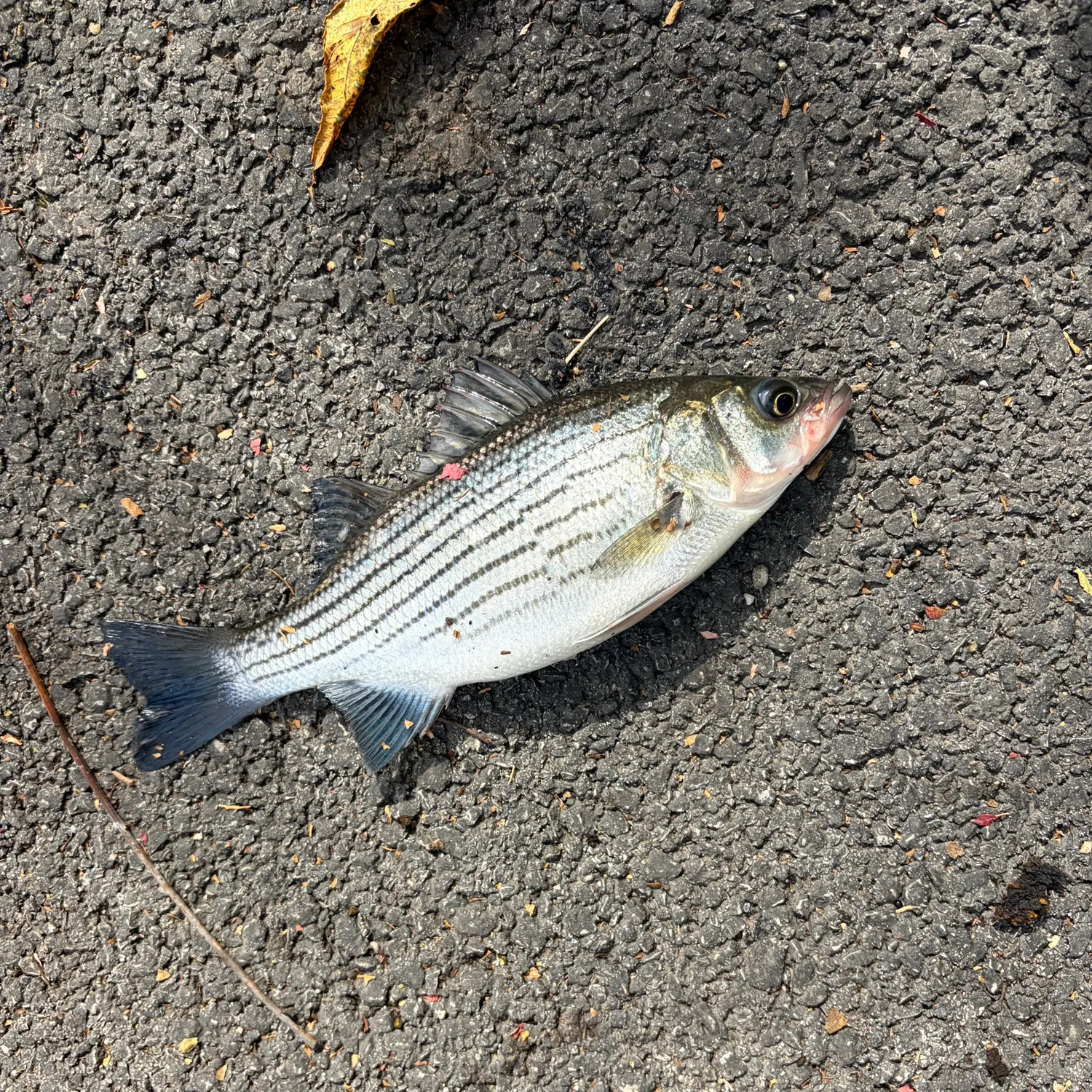 Striped bass caught on Fishbrain