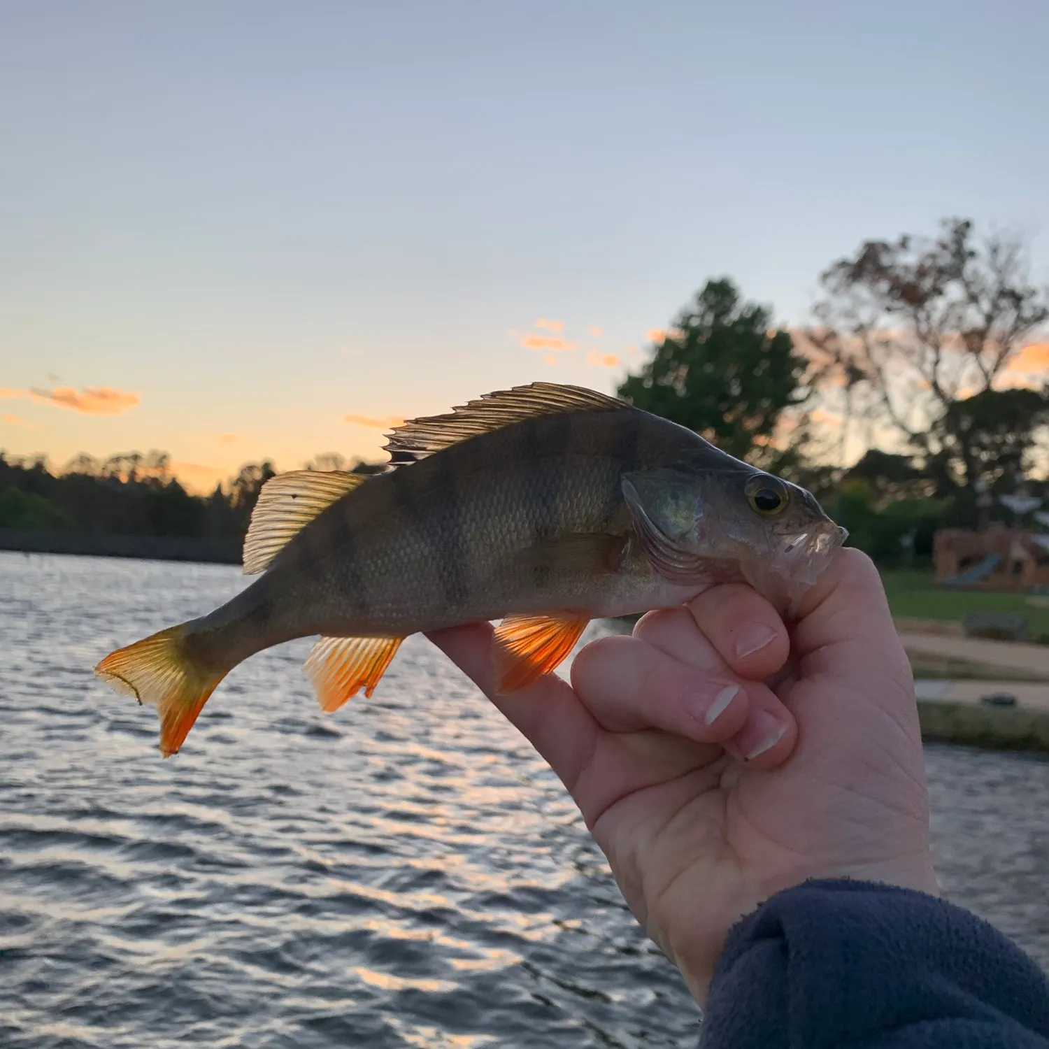European perch caught on Fishbrain